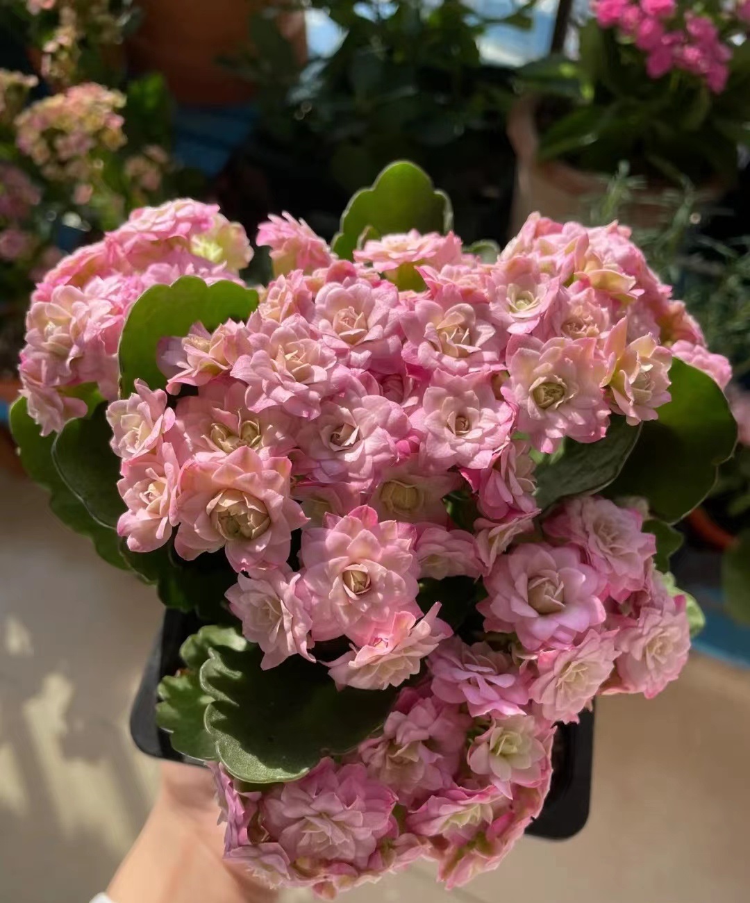 长寿花界的"小仙女"——悉尼粉,也叫璎珞,花朵重瓣,层层叠叠,美若玫瑰