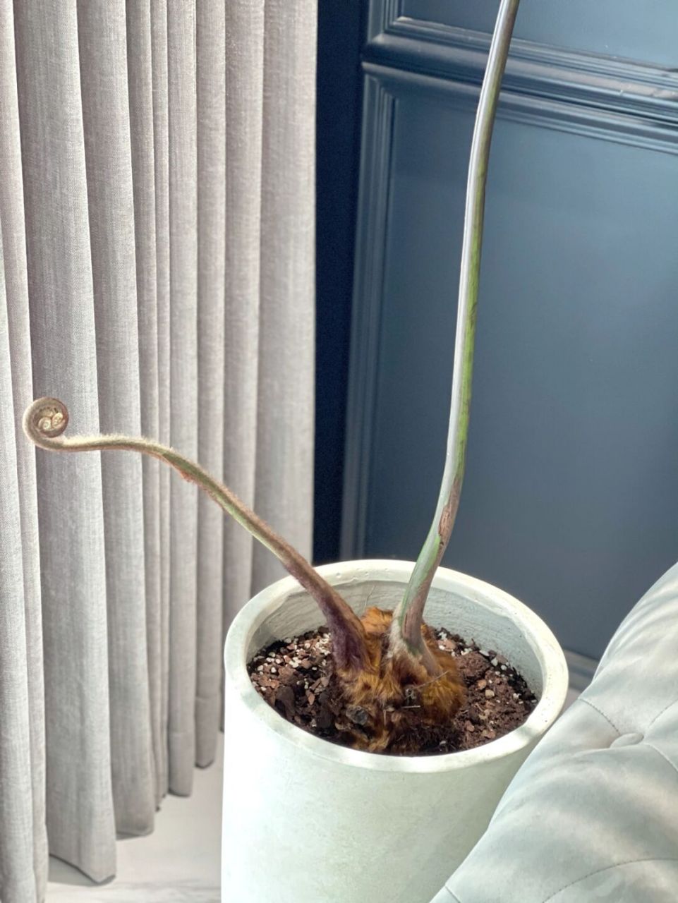 躺了半个月的金丝猴蕨突然冒出了小尾巴,好惊喜 前几个星期在花鸟市场