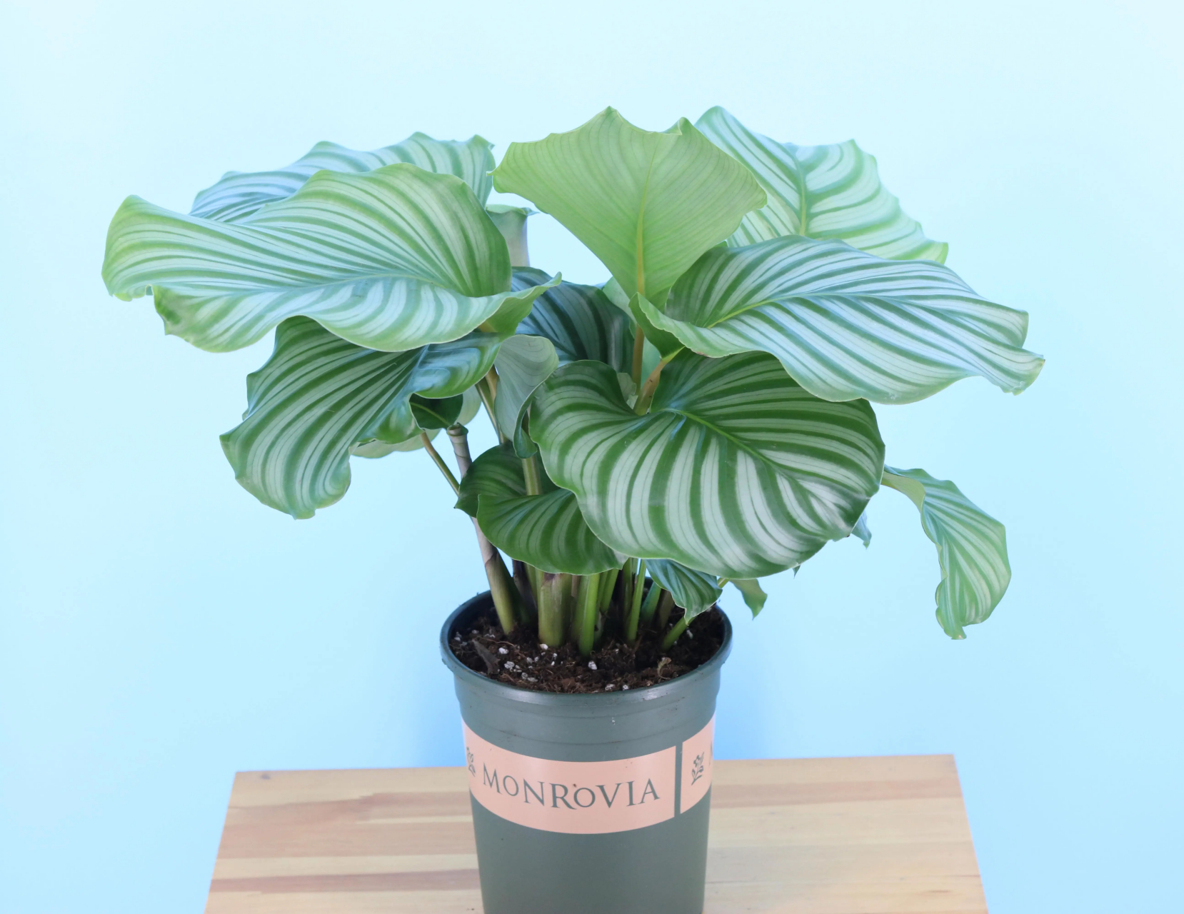 盆栽 孔雀竹芋 养殖方法和注意事项  孔雀竹芋,你一定不陌生吧?