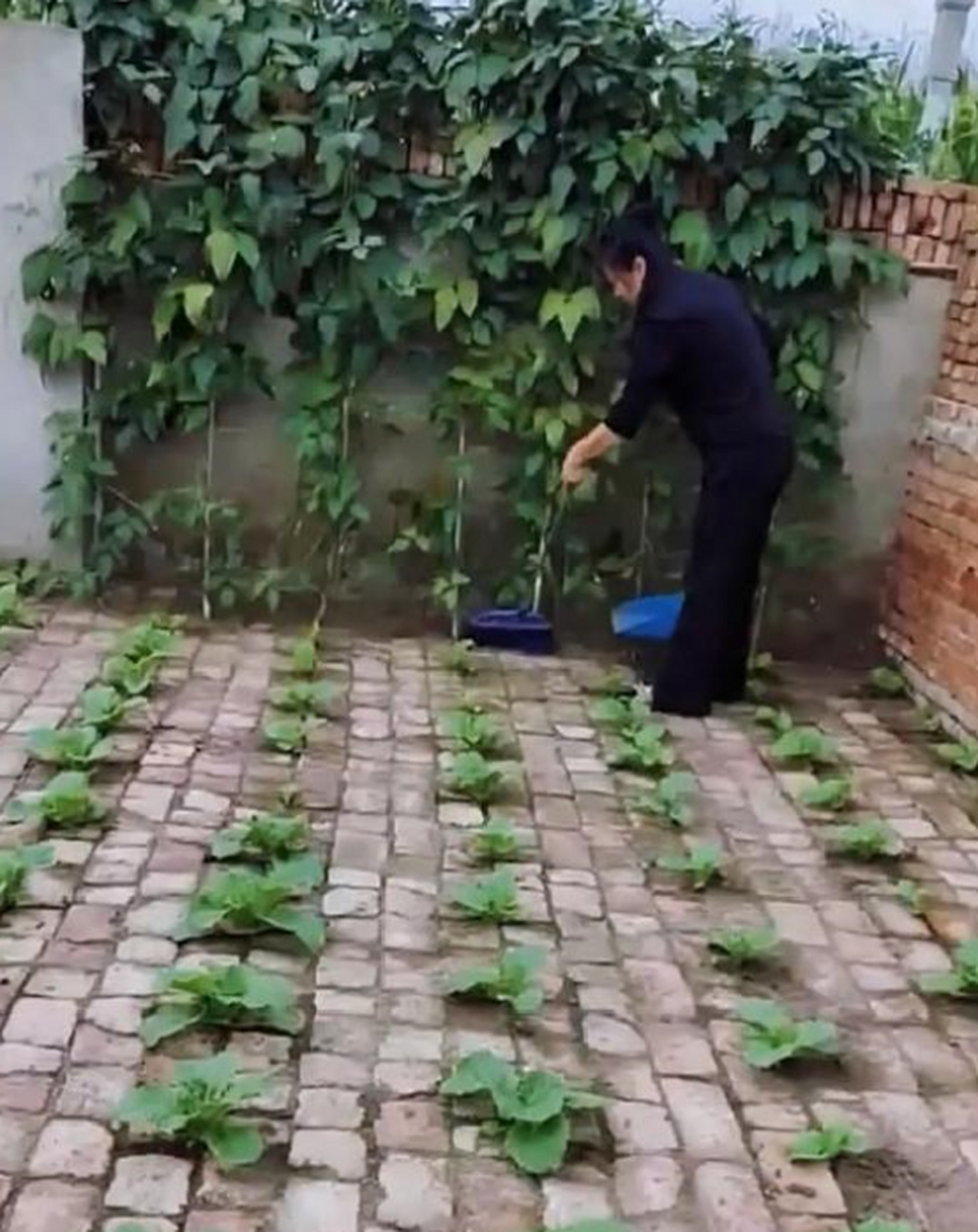 砖缝里种菜,真的可以么?