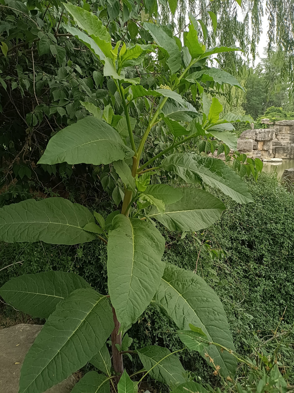 红茎商陆图片