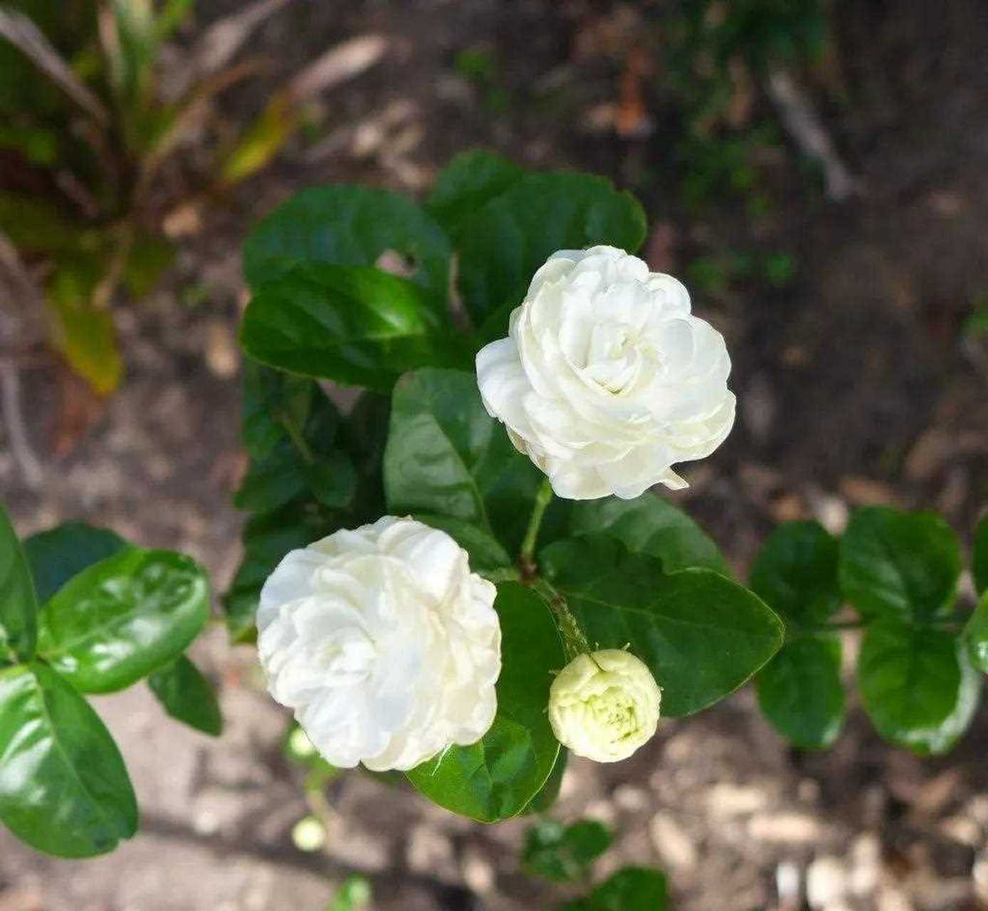 [二哈[色 茉莉花的花朵可以泡茶喝,能够改善肺部的血液循环,增强