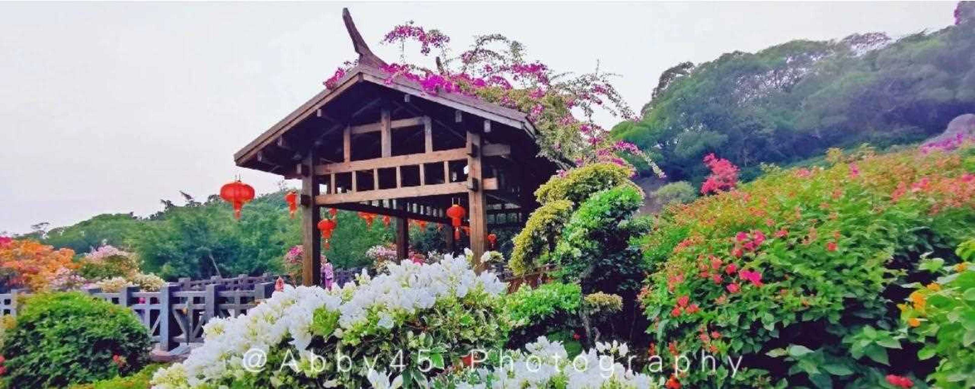 厦门三角梅批发哪里有