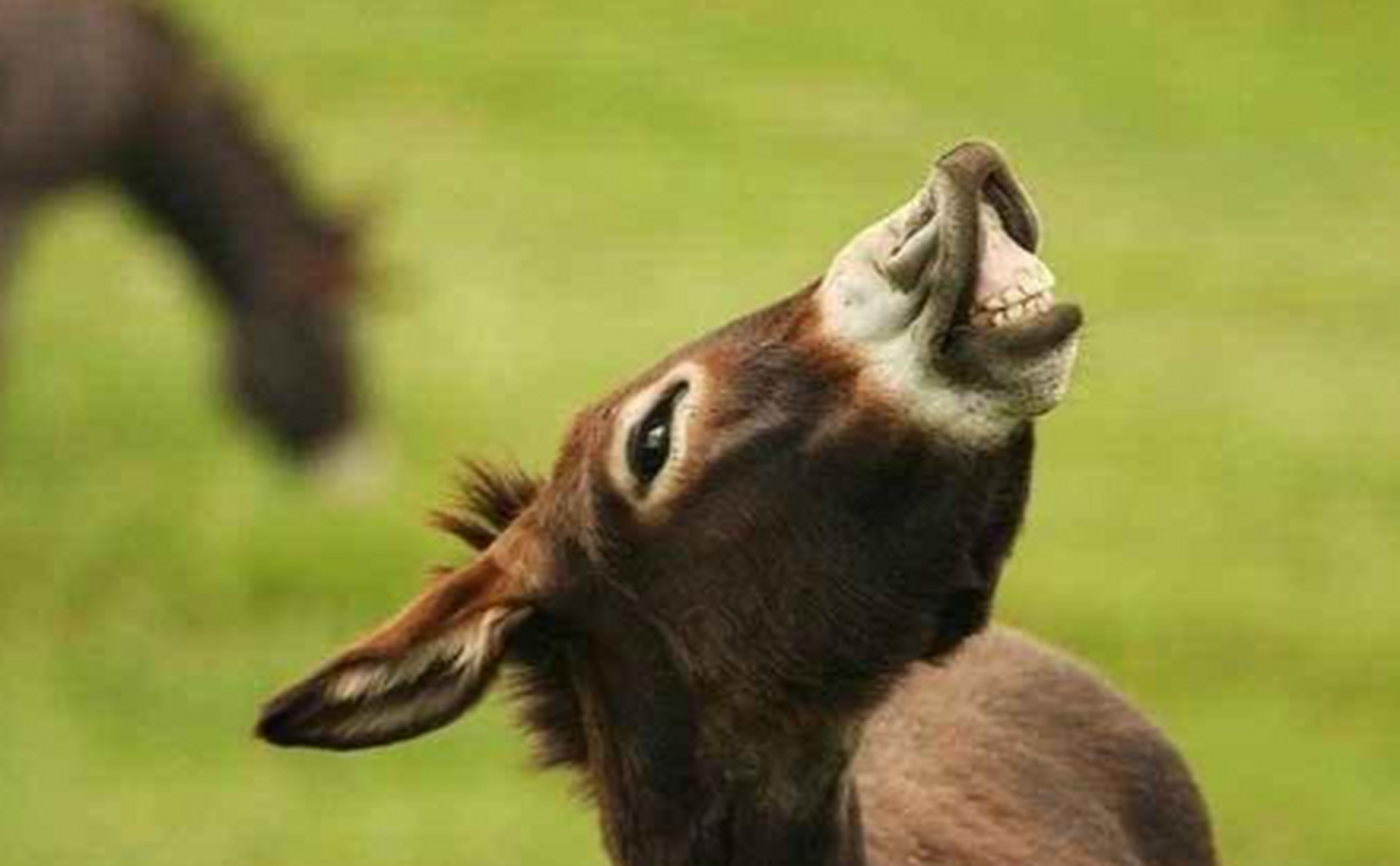 原来驴笑起来真是龇牙咧嘴的