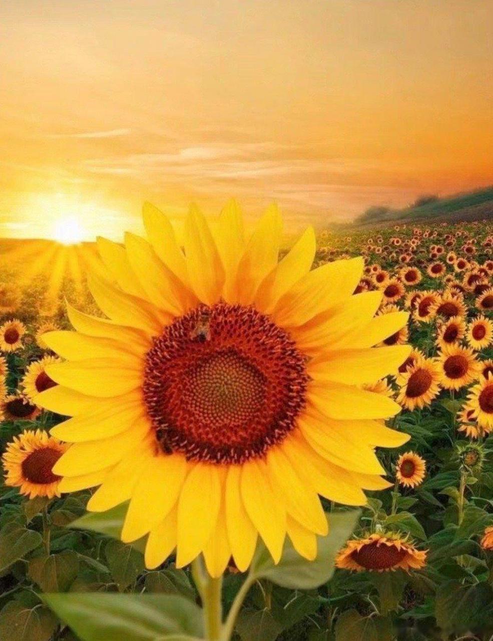 杭州向日葵鲜花外卖销量猛增