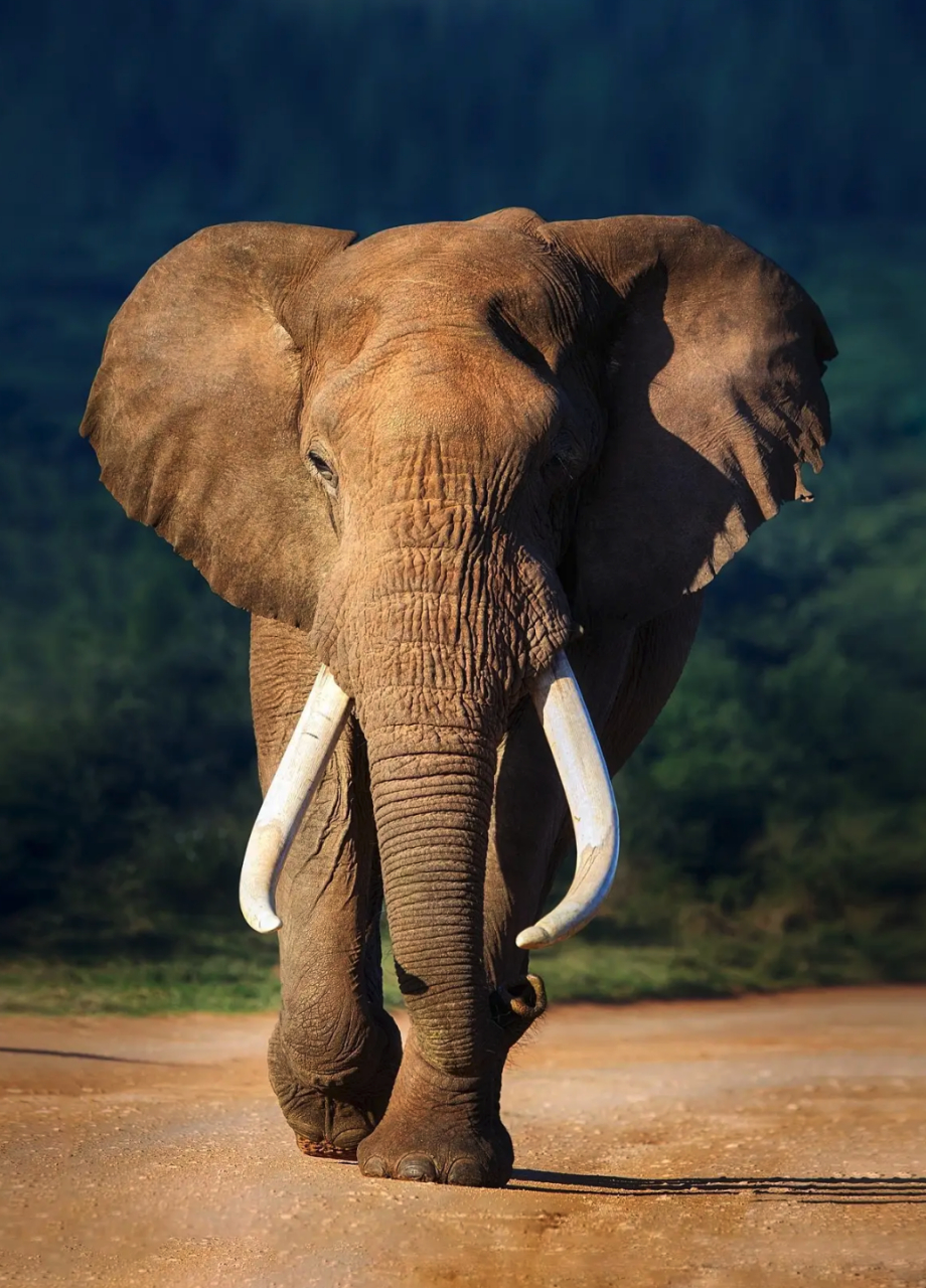 象牙为什么不能从老死的大象身上取?