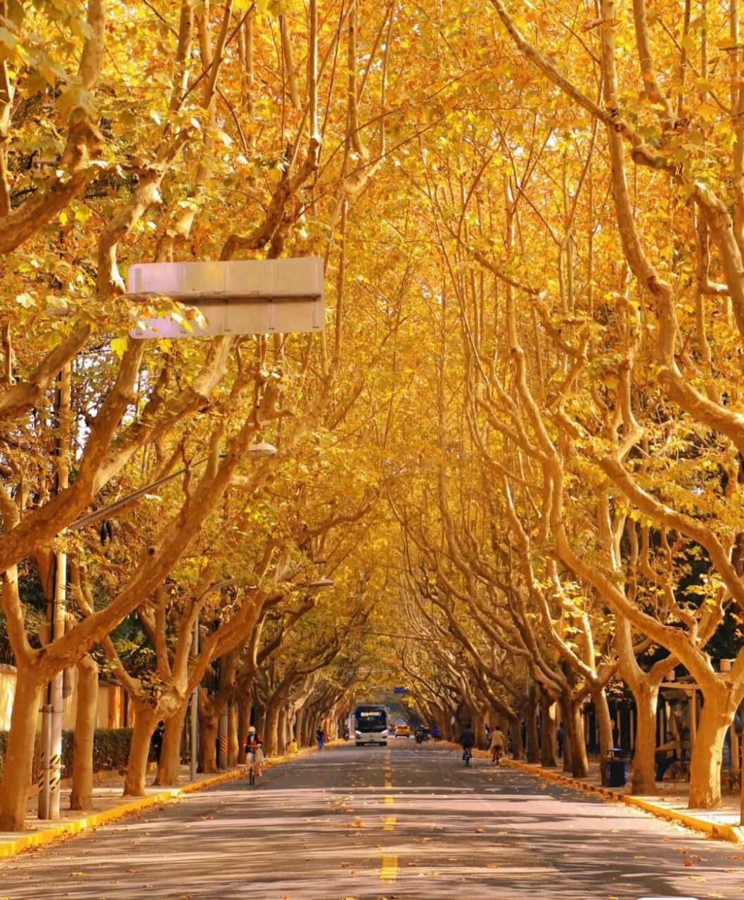 上海秋日浪漫,五条街道让你感受梧桐之美  秋天,上海的浪漫就隐藏在
