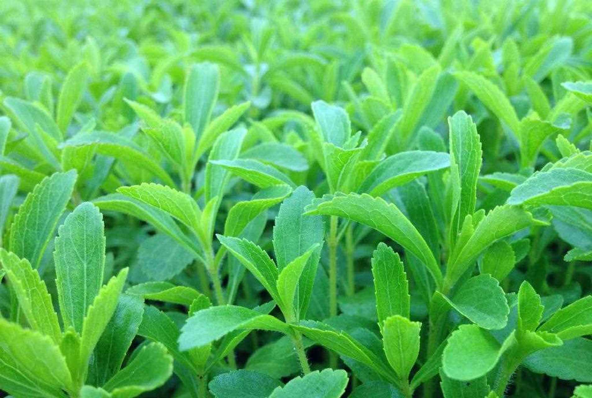 今日花茶甜菊叶,又名糖草,甜草.