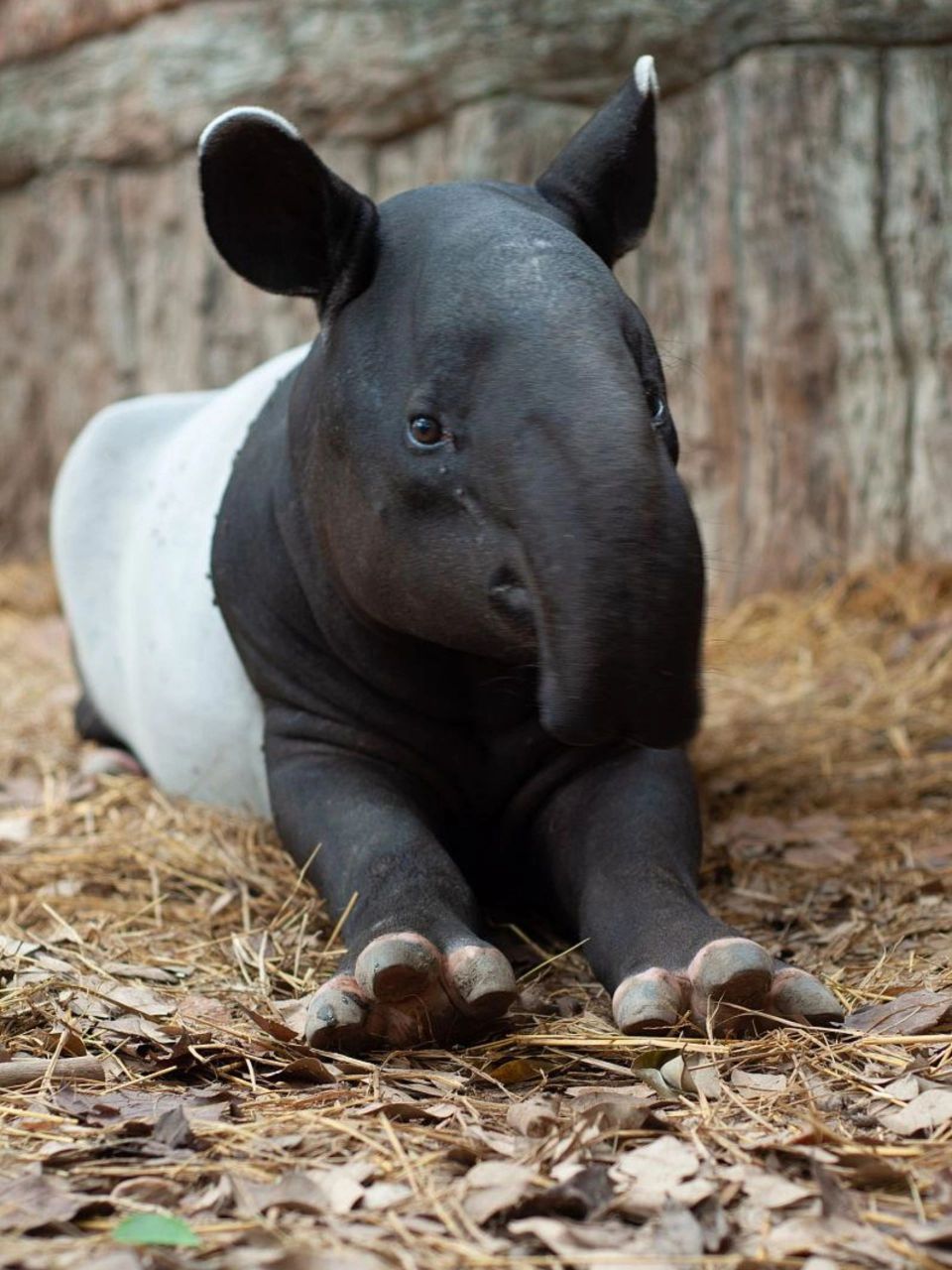 传说会吃噩梦的黑白小兽 中文名:   【亚洲貘(马来貘)】 拉丁学名