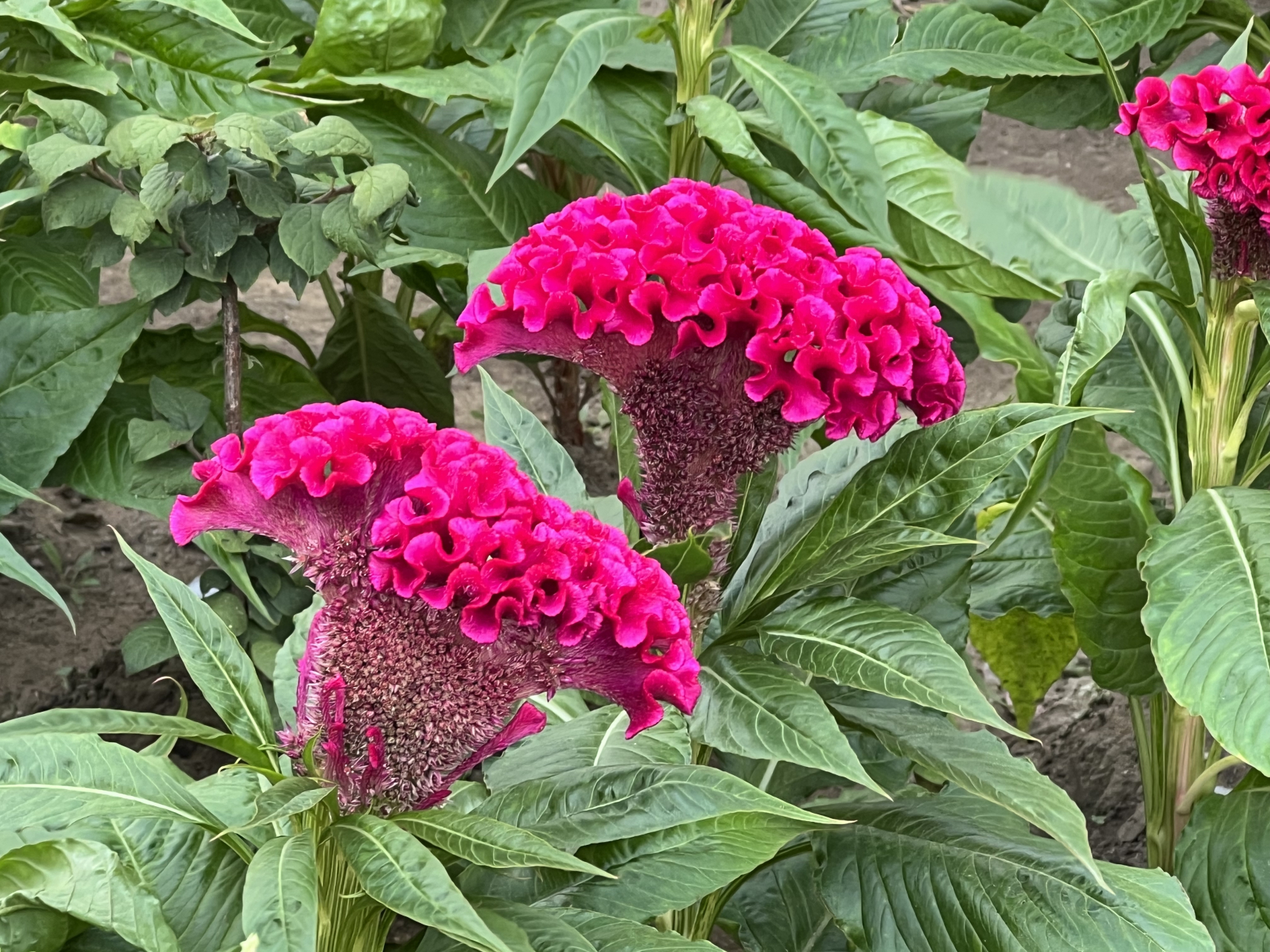 网红花百万照片图片