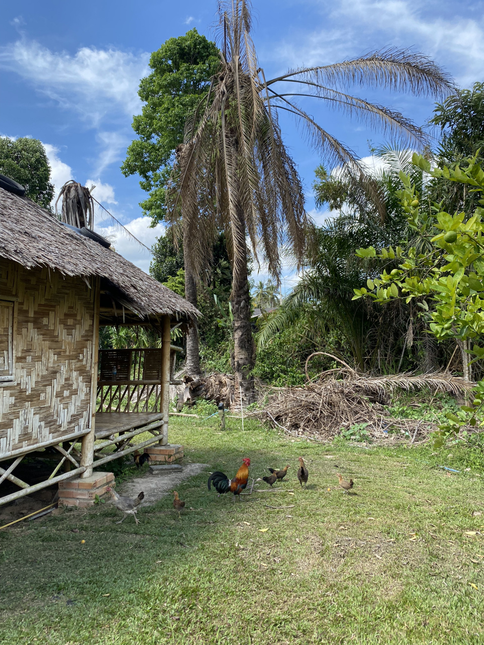 在甲米的日常be like晒太阳 吃冷饮 逛海岛 看日落 非常巴适但是