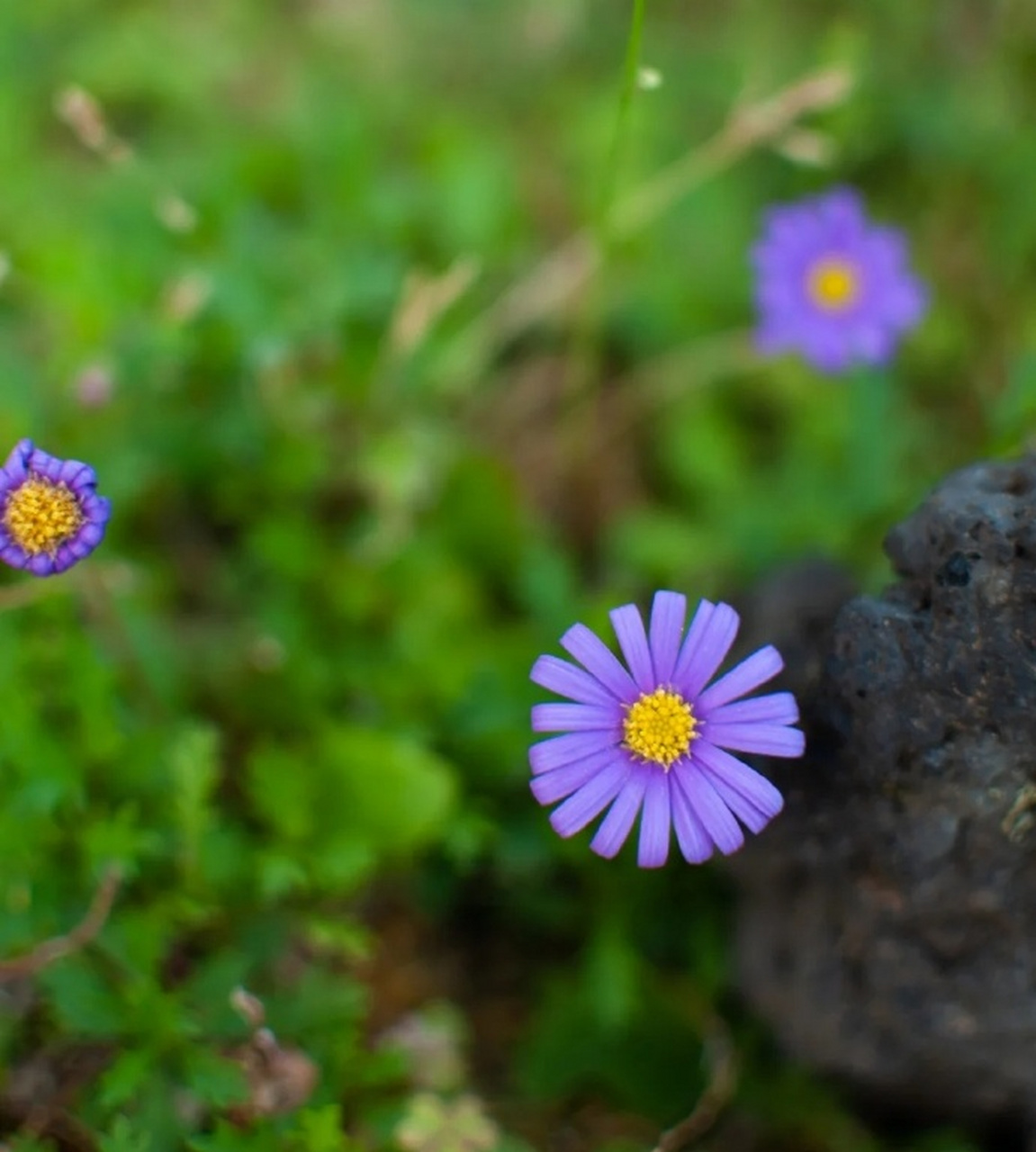 " 春去花还在 … "        丨图:采采于渚 摄   #动态创作月##百家号