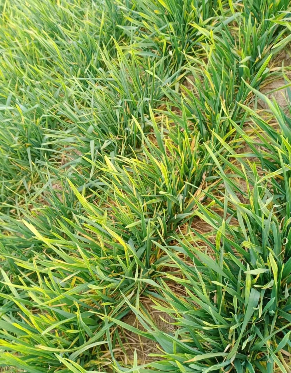 冬小麦主产区出现了这个现象:小麦叶片突然发黄,从叶尖开始,迅速蔓延