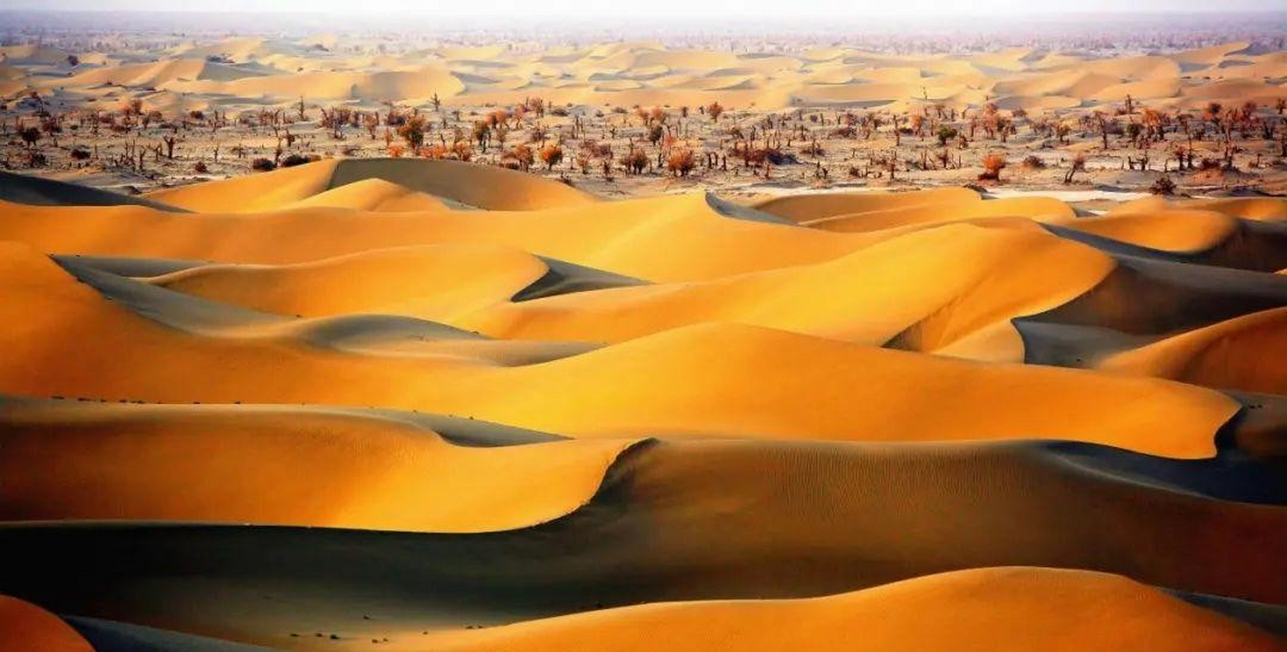 沙尘暴来了#全国沙漠旅游精品目的地——麦盖提n39沙漠探险基地:丛浇