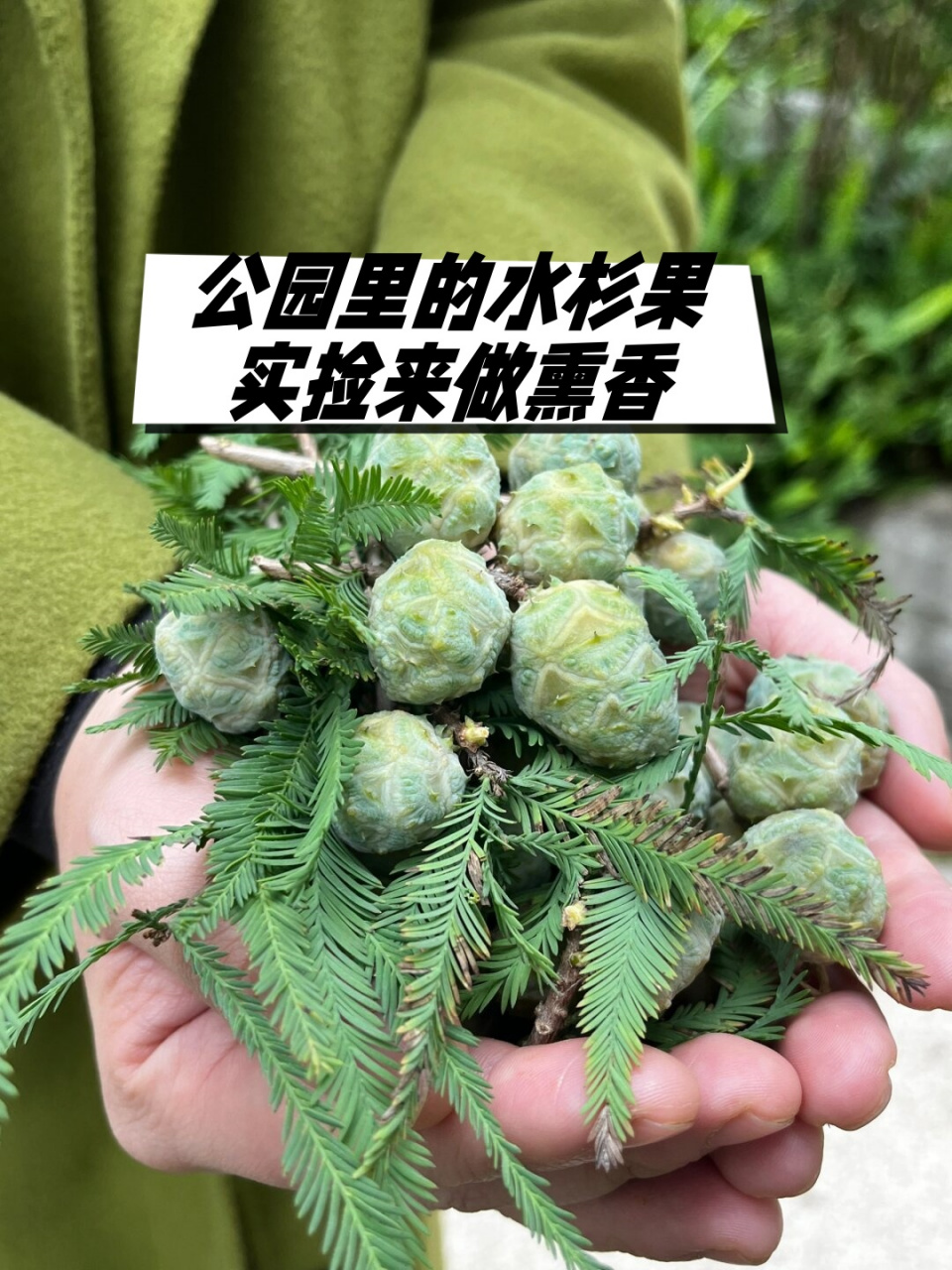 油杉树果实图片大全图片