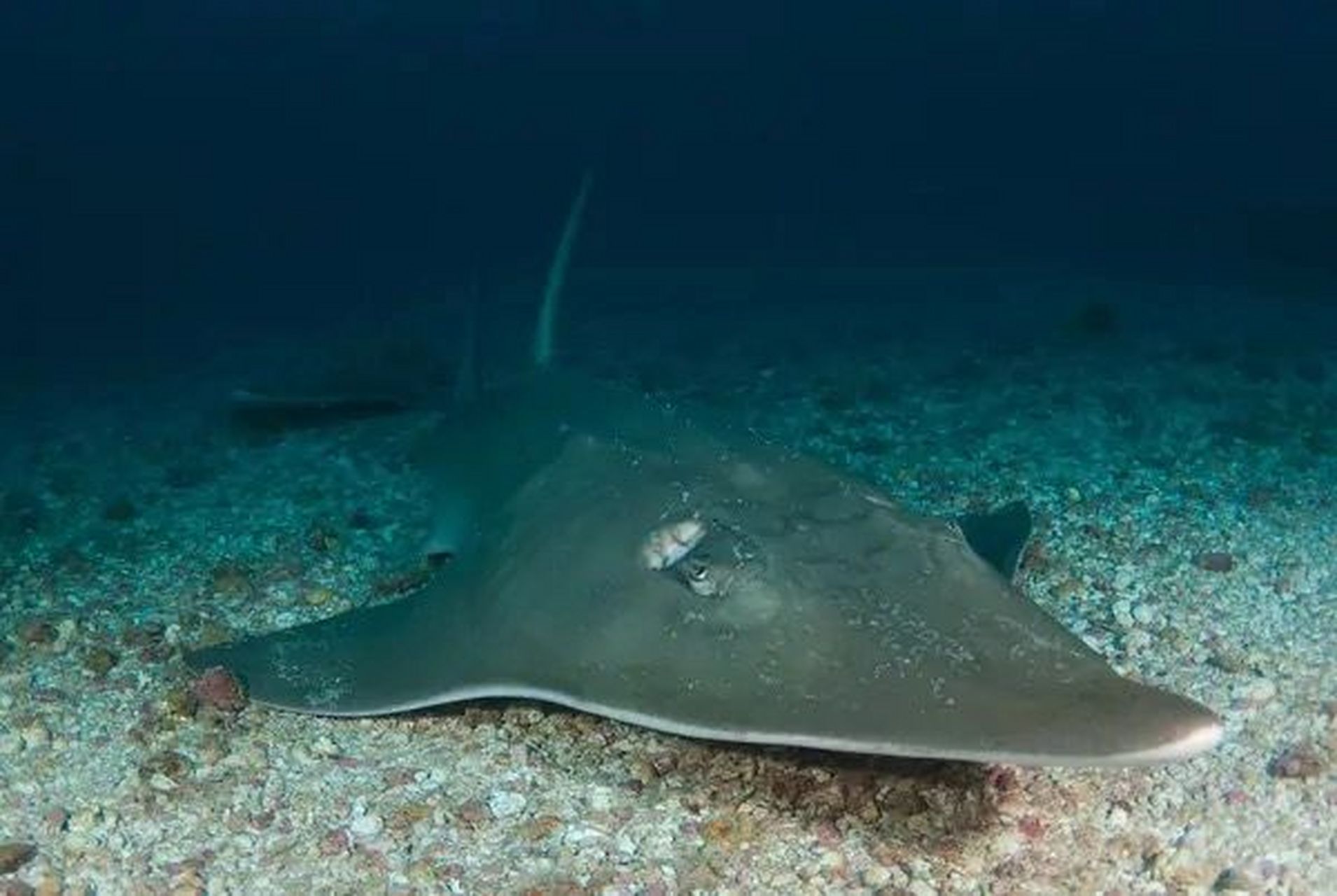 海洋生物-吉他鲨 它叫鲨,其实是鳐,全名及达尖犁头鳐 91体形大而