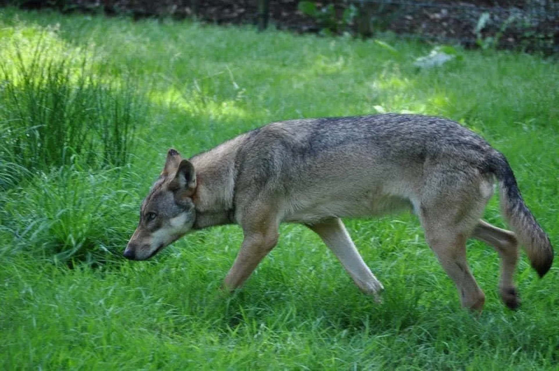 来自喀尔巴阡山脉的狼-捷克狼犬的真正狼本  这才是捷克斯洛伐克狼犬