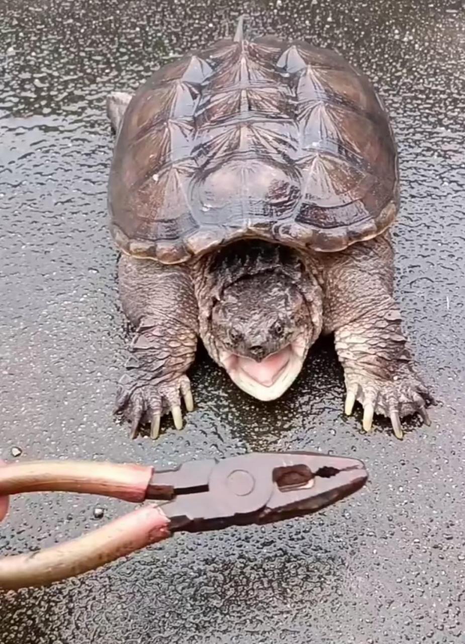 果然,"鳄"势力还是干不过有"钳"人 #搞笑趣味图