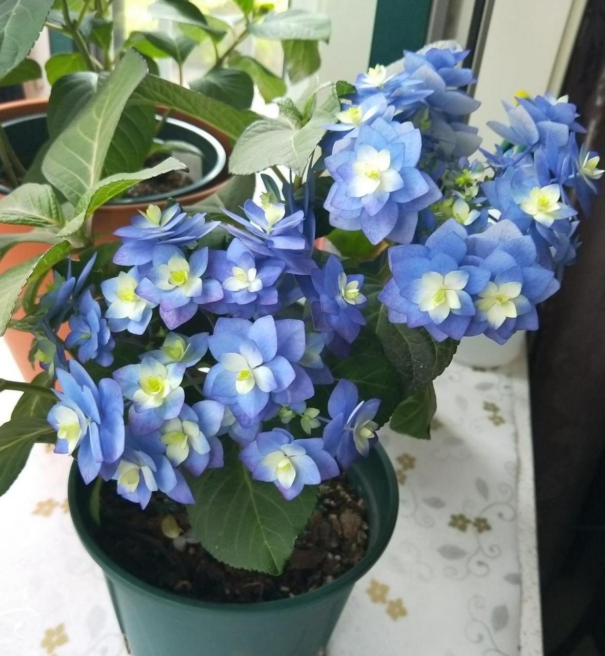 夏天是绣球花的季节,给大家介绍一种适合阳台养的小型绣球花——筑紫