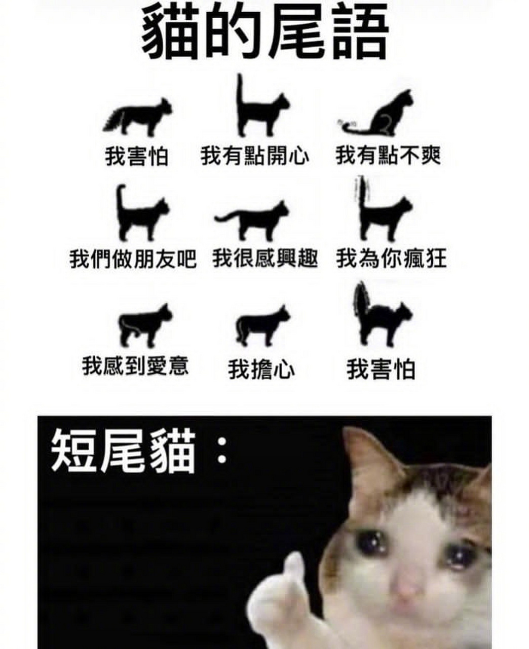 猫的尾巴的含义图图片