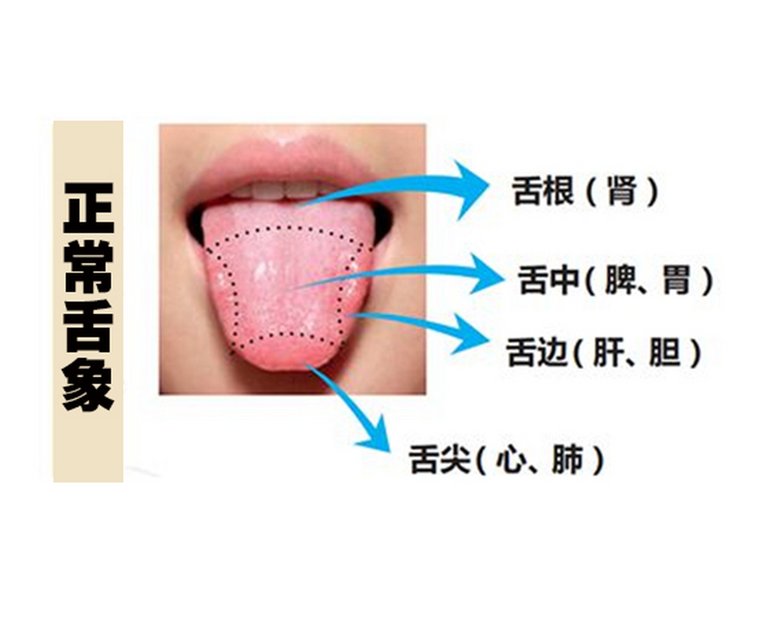  為什么要把舌頭分兩半_為什么要把舌頭分兩半切掉