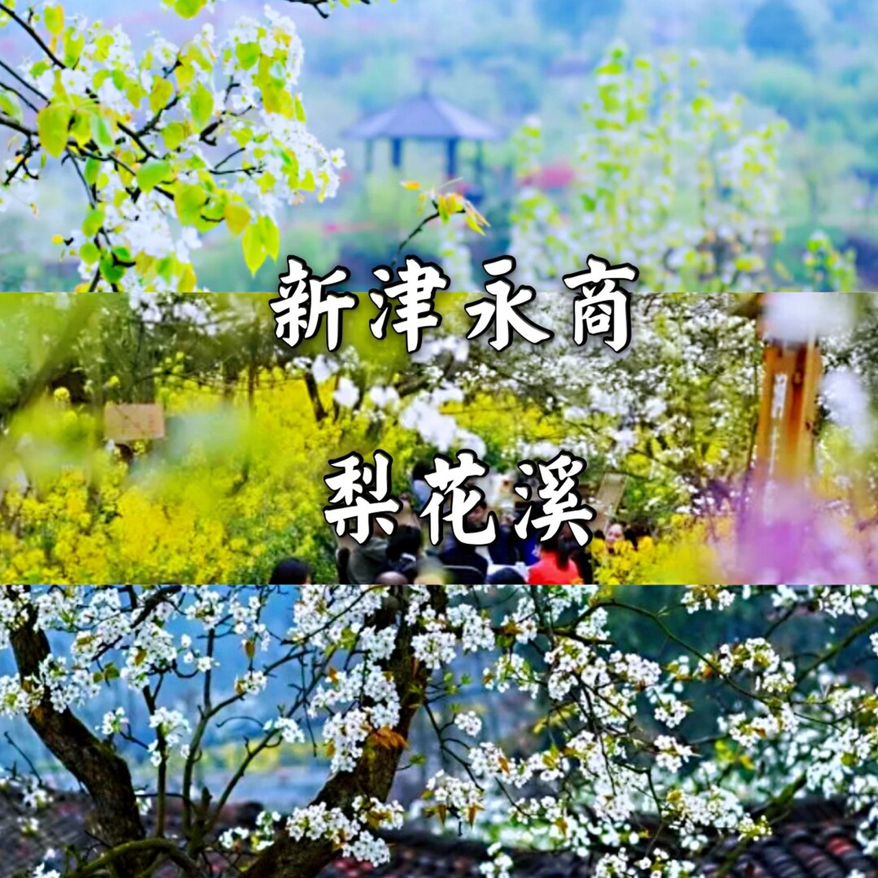 彭州梨花坪门票图片