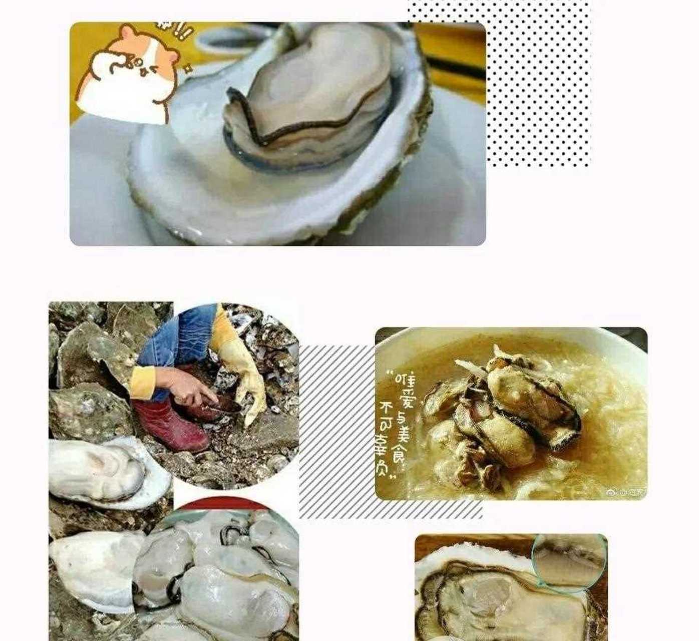 【说海蛎子味大连话歹大连海产海蛎子[滑稽 儿时?