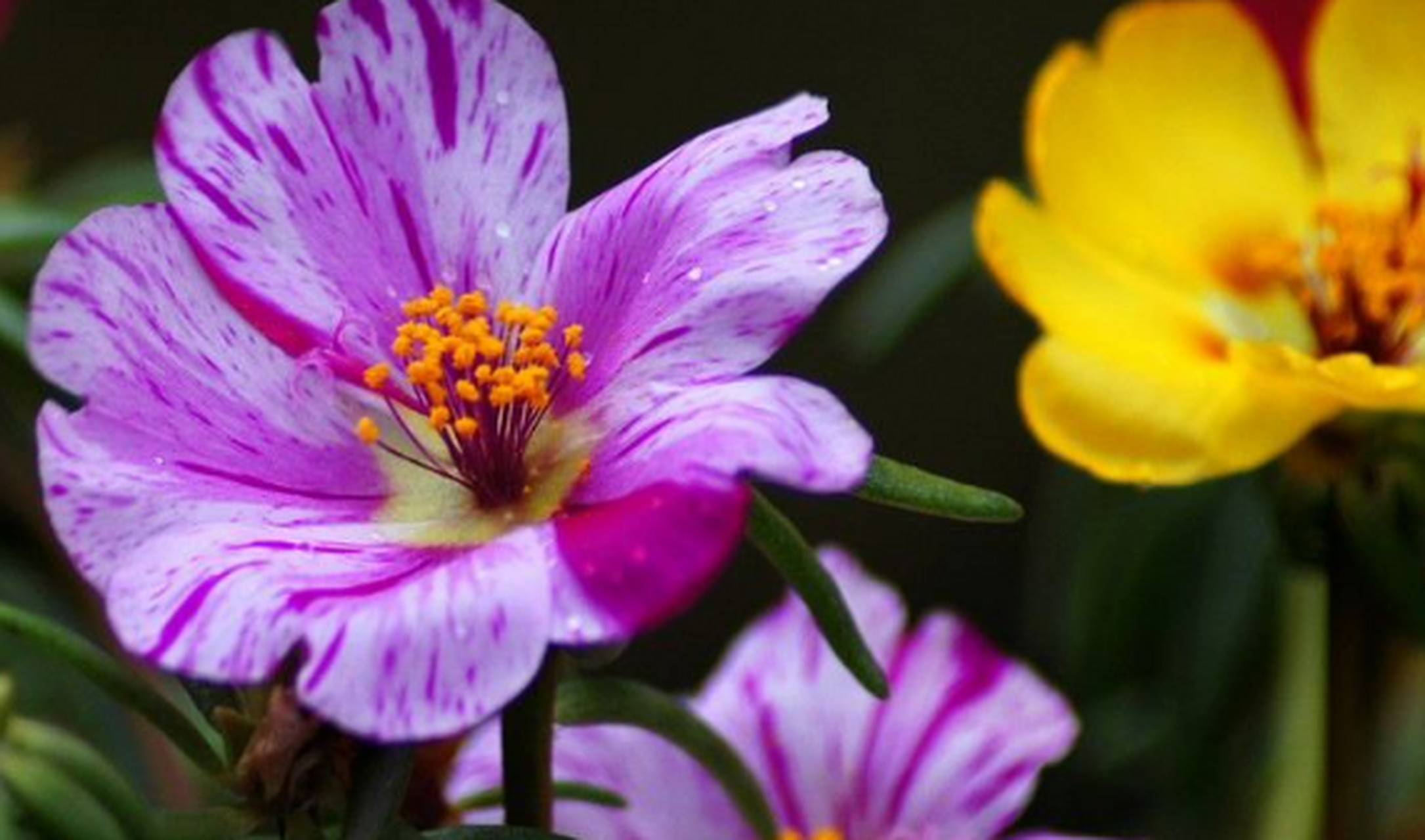 黄重楼是太阳花当中一种观赏价值比较高的,它的外部花瓣是比较大的