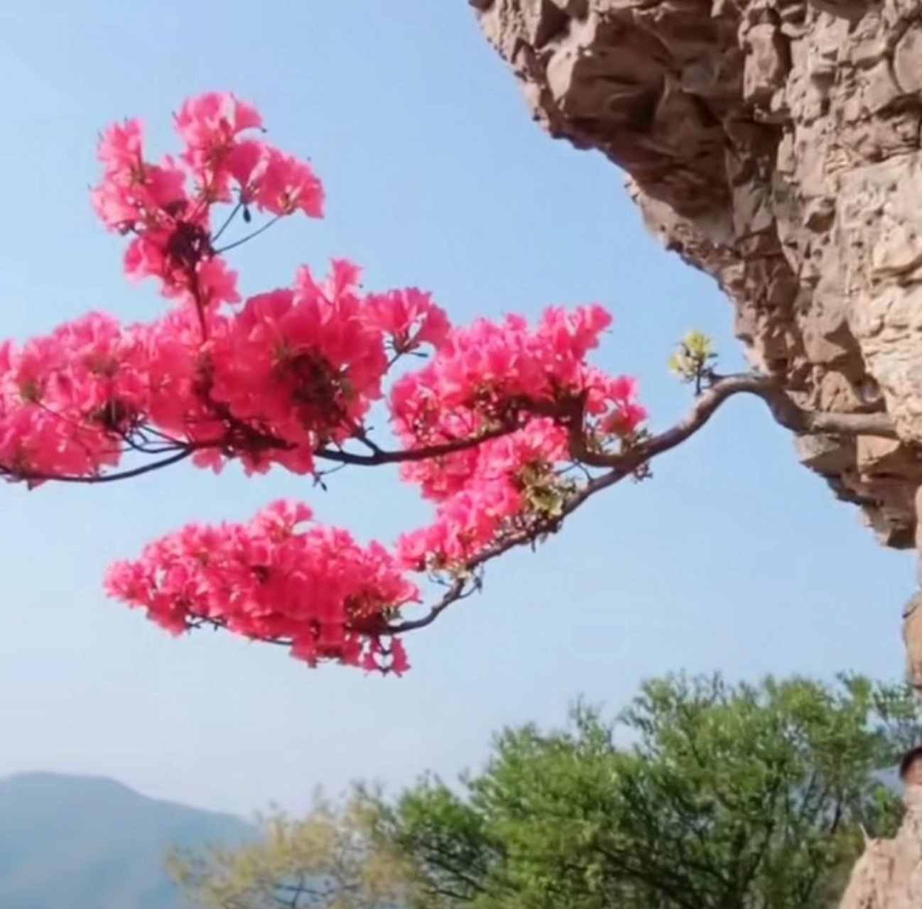 生长在悬崖峭壁上也能开出这么美丽的花朵,生命力真的挺顽强的
