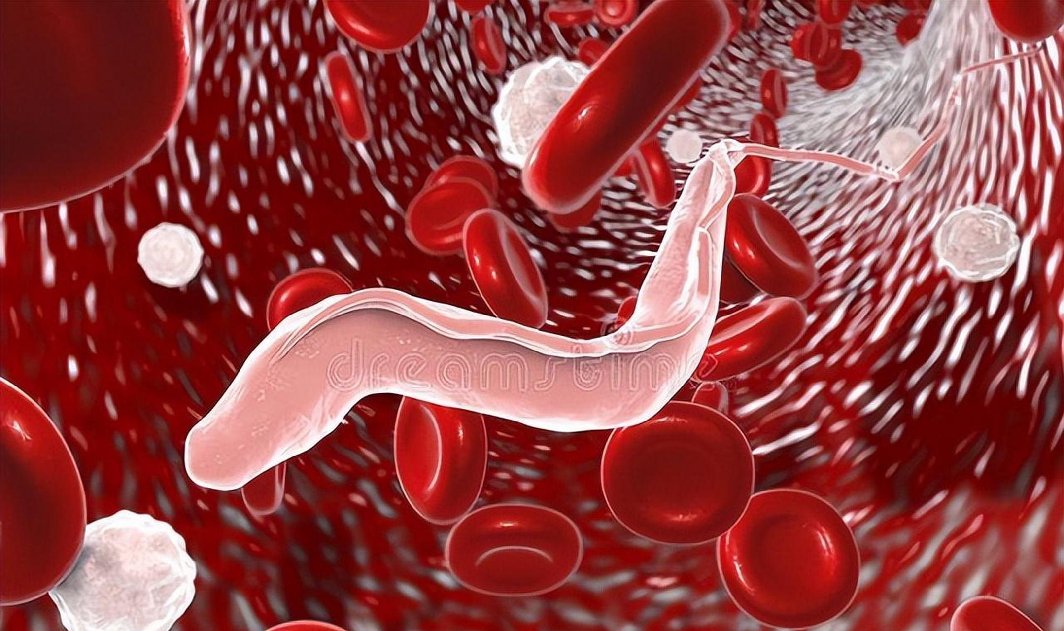 众所周知寄生虫是一种可以在人体寄生,并且传统疾病的生物,它如果在