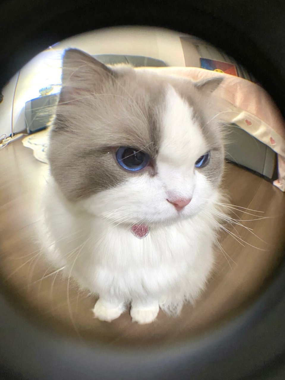 小猫咪生气了还会嘟嘴诶  他撅着嘴,用力地鼓气,显然是在生闷气.