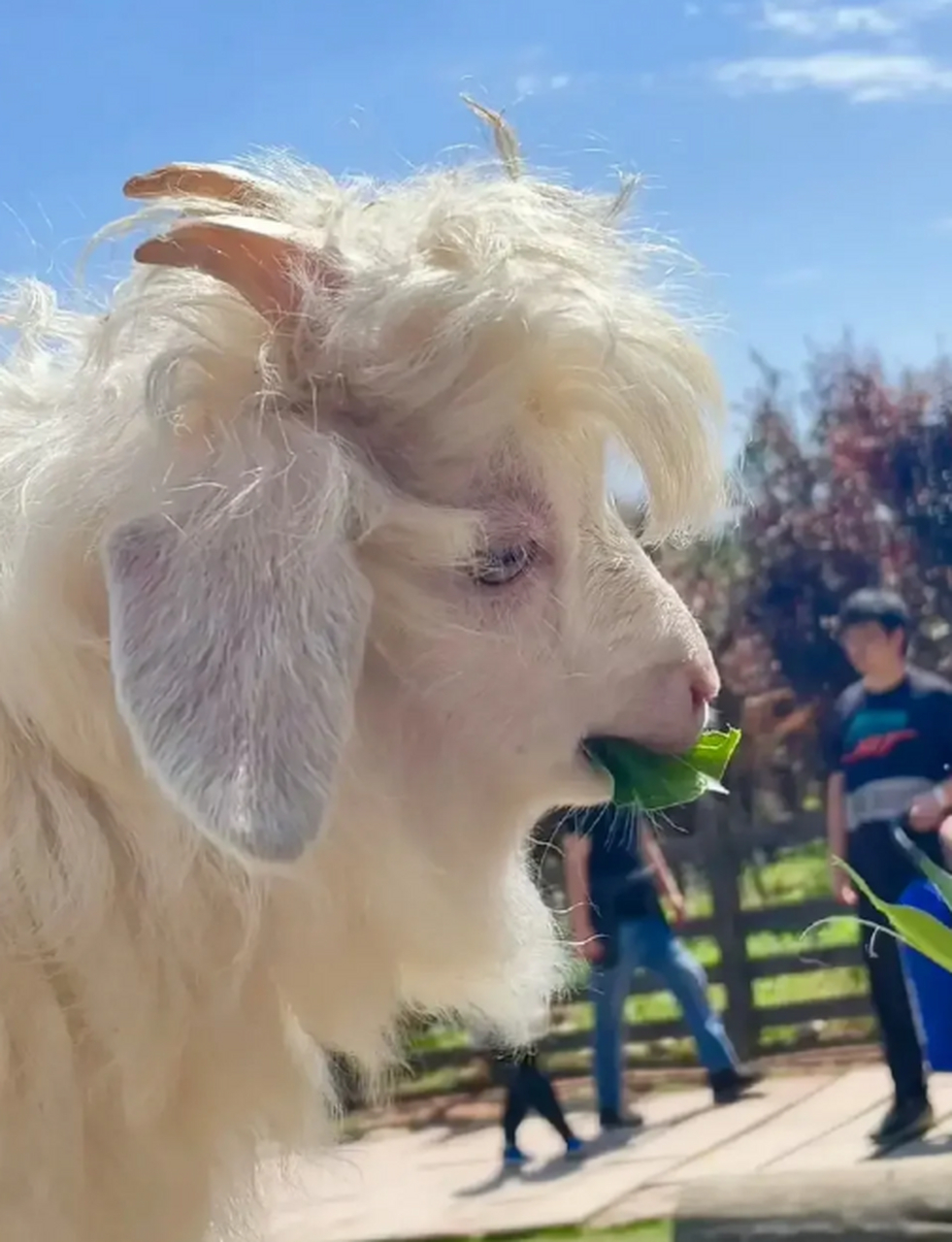 被一只羊给帅到了,这是什么品种的羊