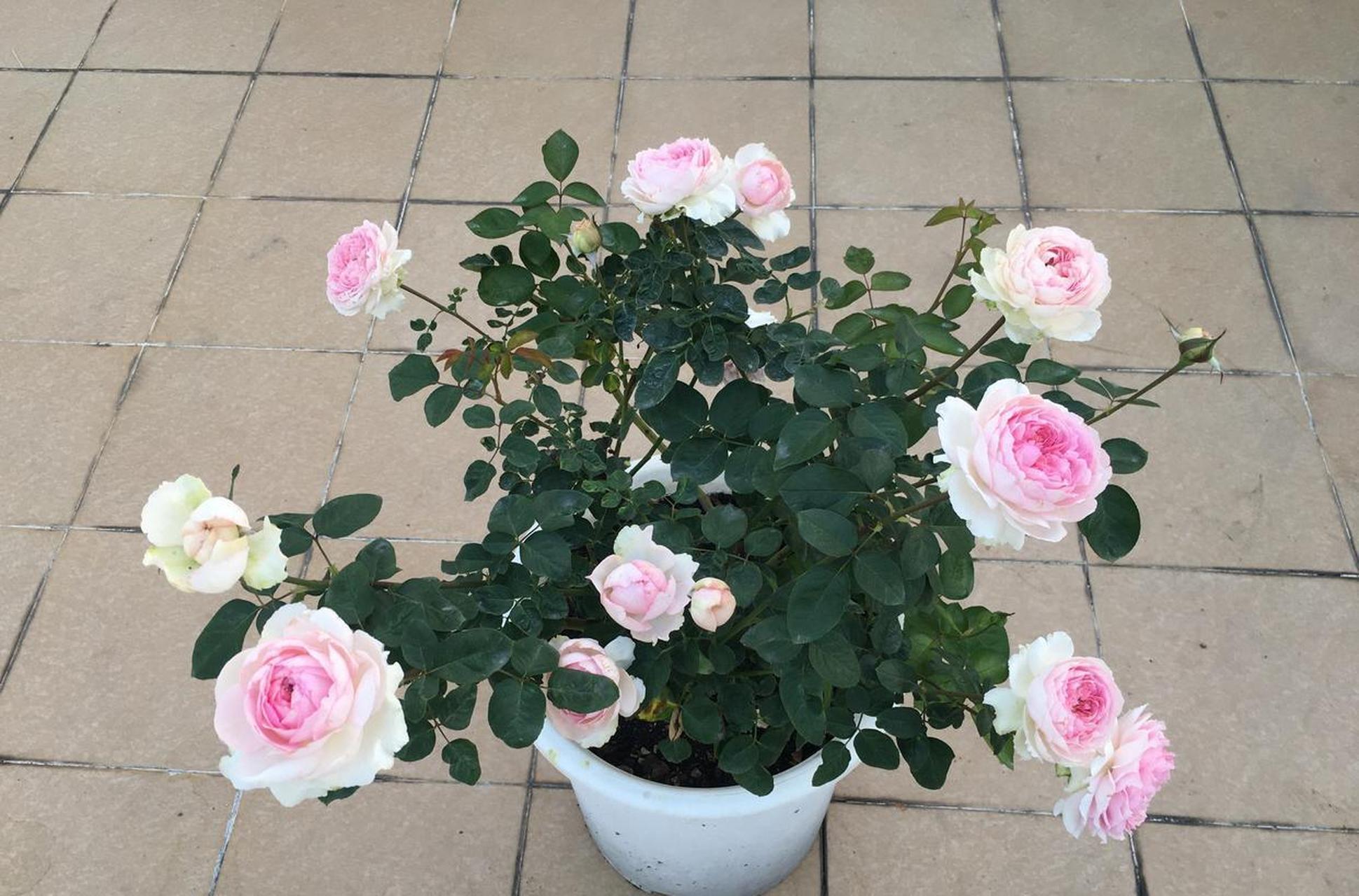一种以颜值,芳香闻名于世的月季花——伊芙·四度芳香,纯正伊芙系,株