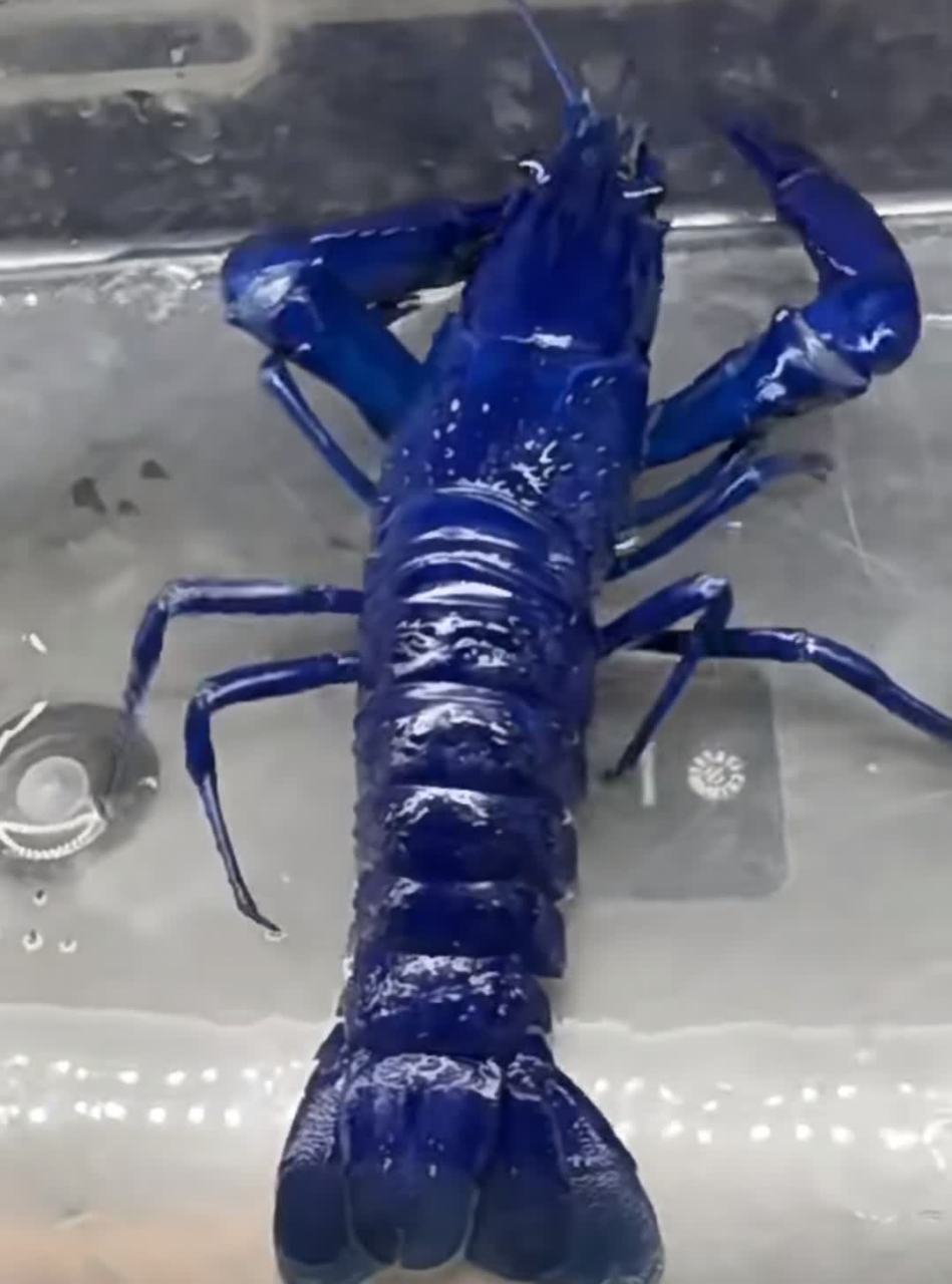 这是我第一次见到深蓝色的龙虾![大笑][大笑]#搞笑