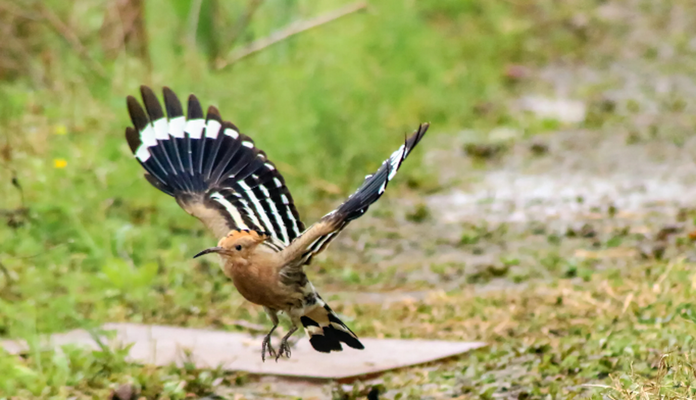 一种很臭的鸟. 不过现在几乎见不到了