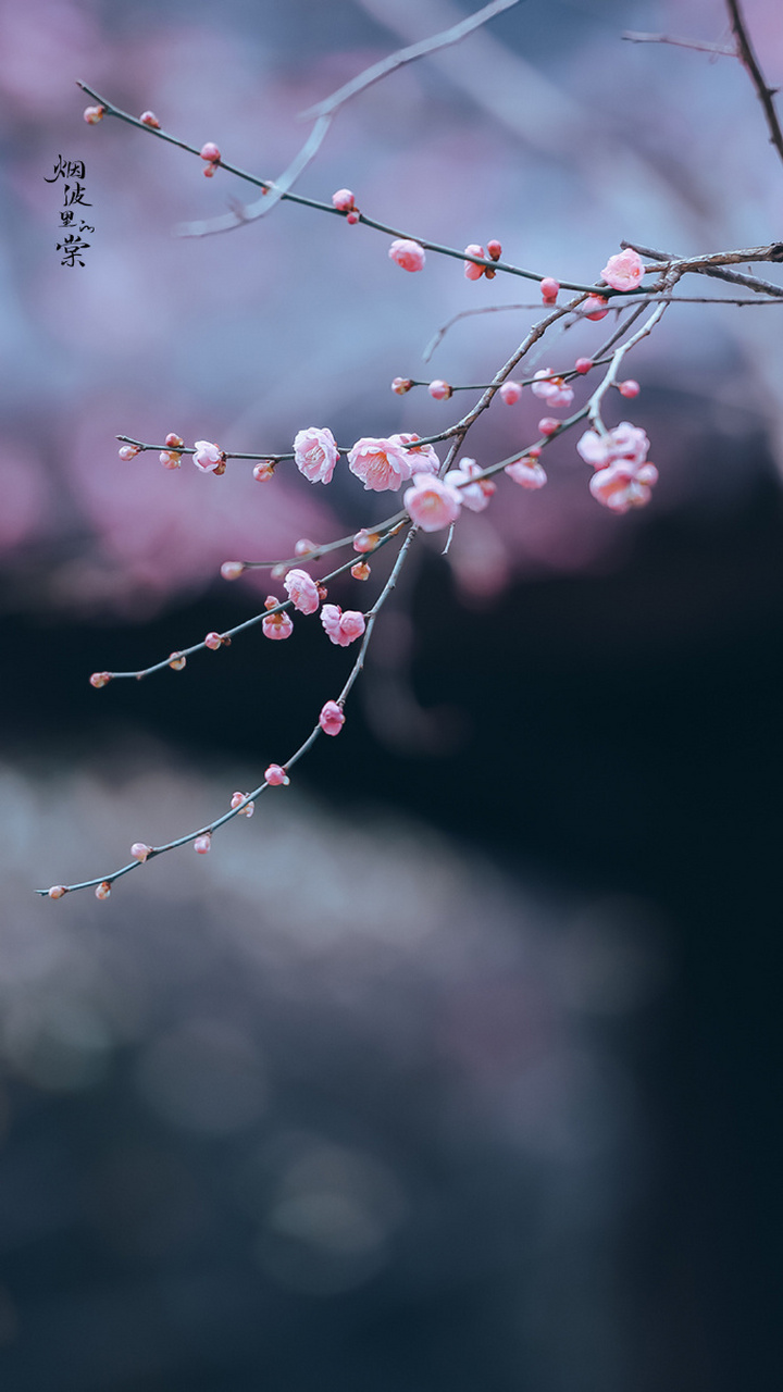 一天云破碎,两树玉扶疏. 摄影师:烟波里的棠