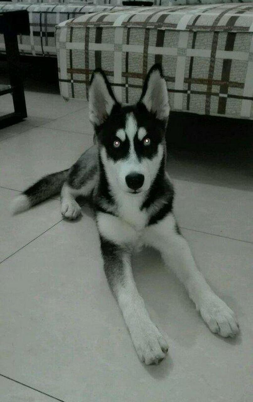 【云养宠物】网友把女儿跟小二哈留在家出去买个菜