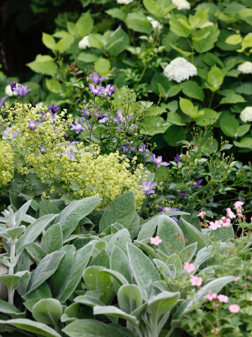 在光照不足的花园中,耐阴植物是不可或缺的主角.