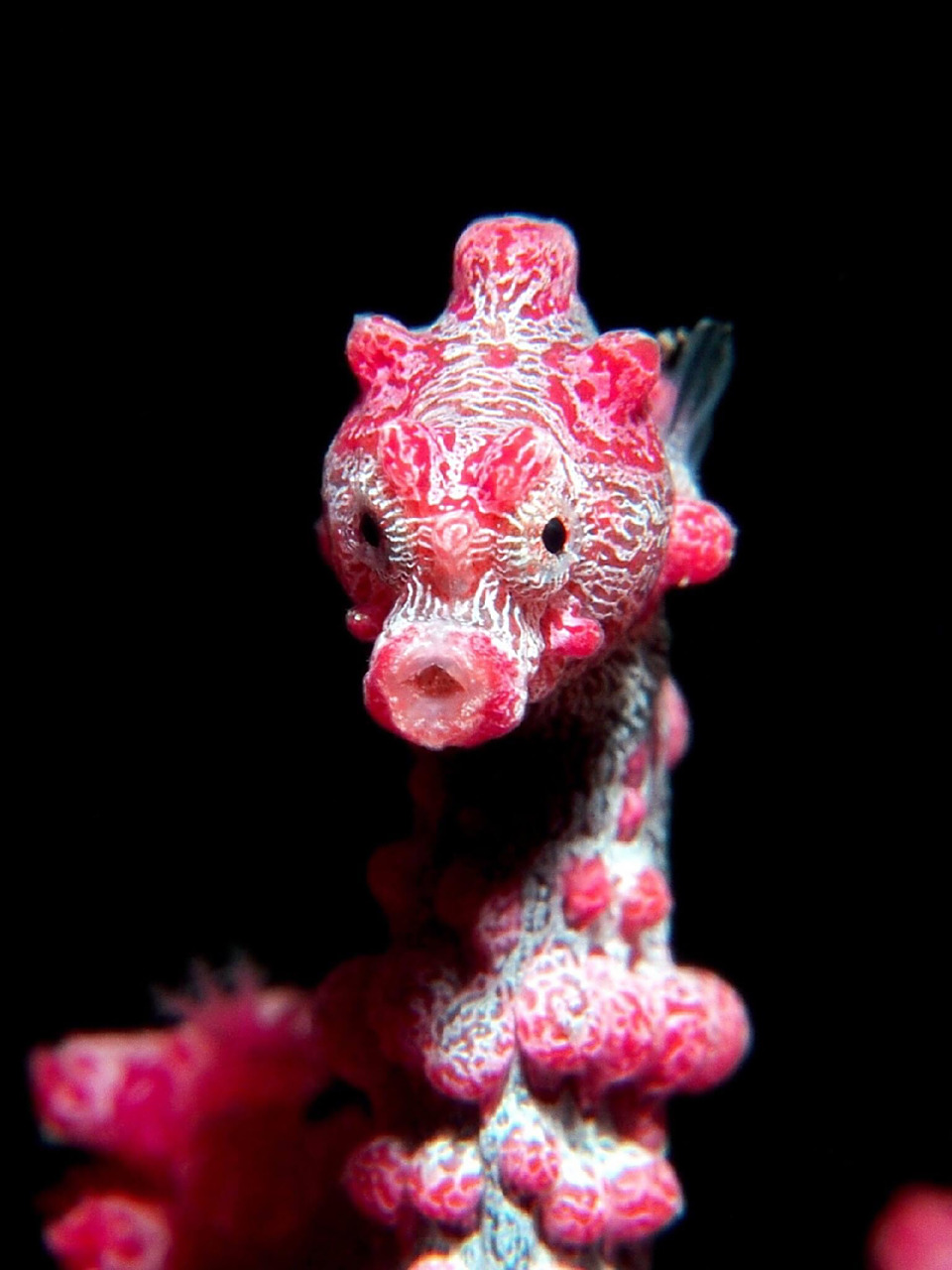 名称:豆丁海马,侏儒海马 外文名:pygmy seahorse 简介:它是一种生活在