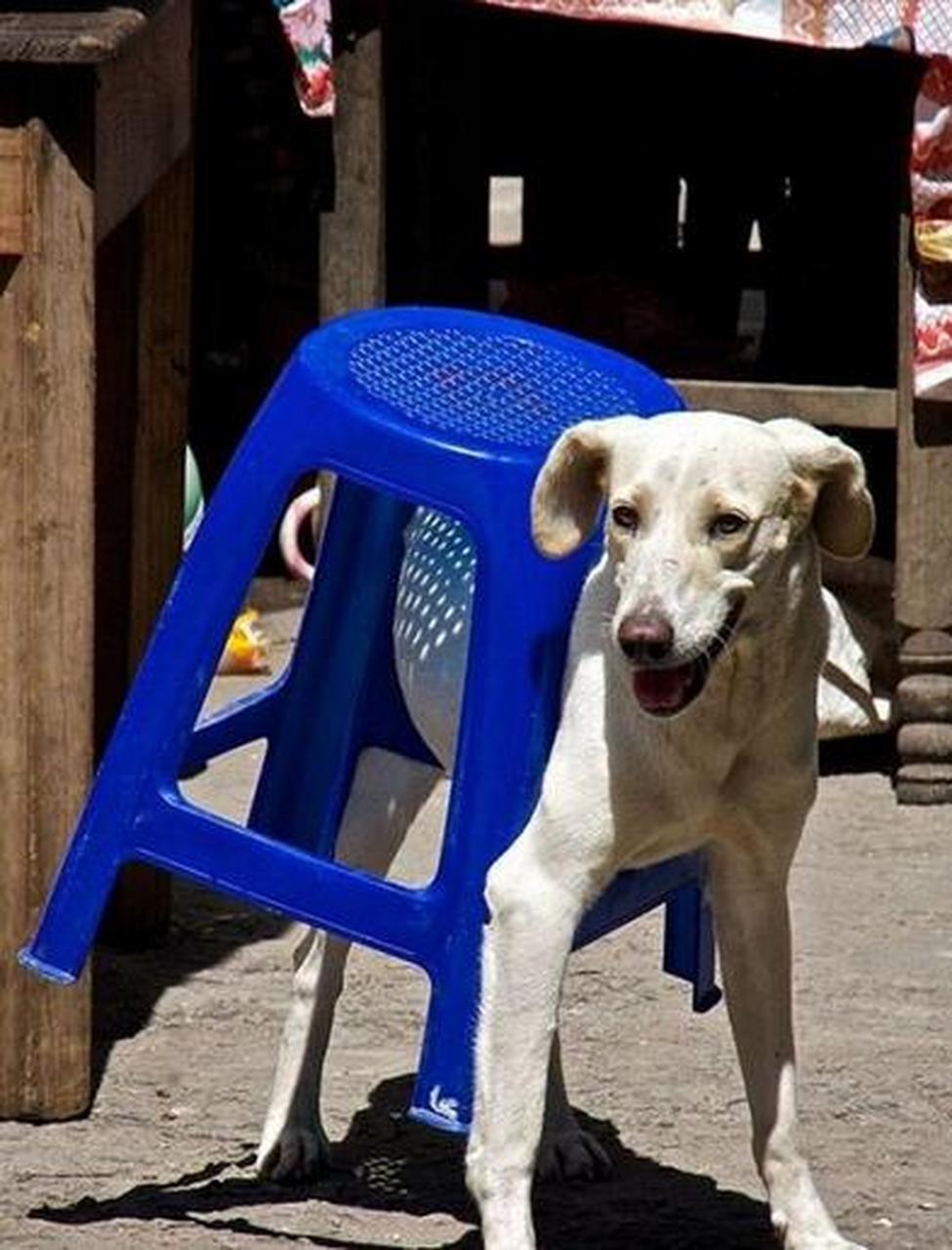 这狗是要上天吗?都以为自己是蜘蛛侠