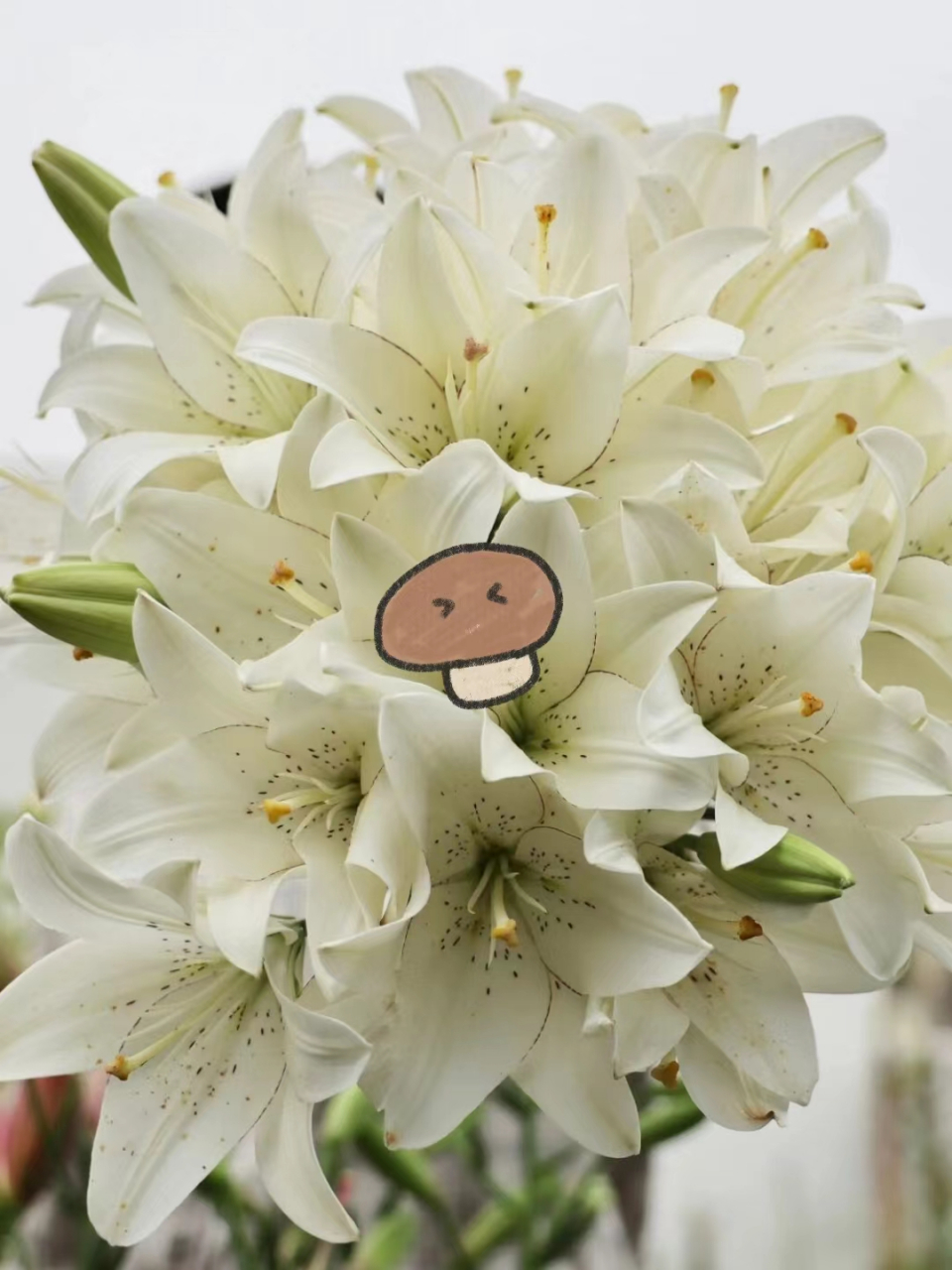 祝大家永远开心～	 这一束眼线百合是8月10日种的,纯露天养护,9月15开