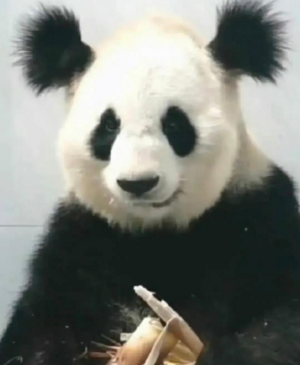 原来熊猫也有长得很潦草的,两个耳朵像两把刷子.