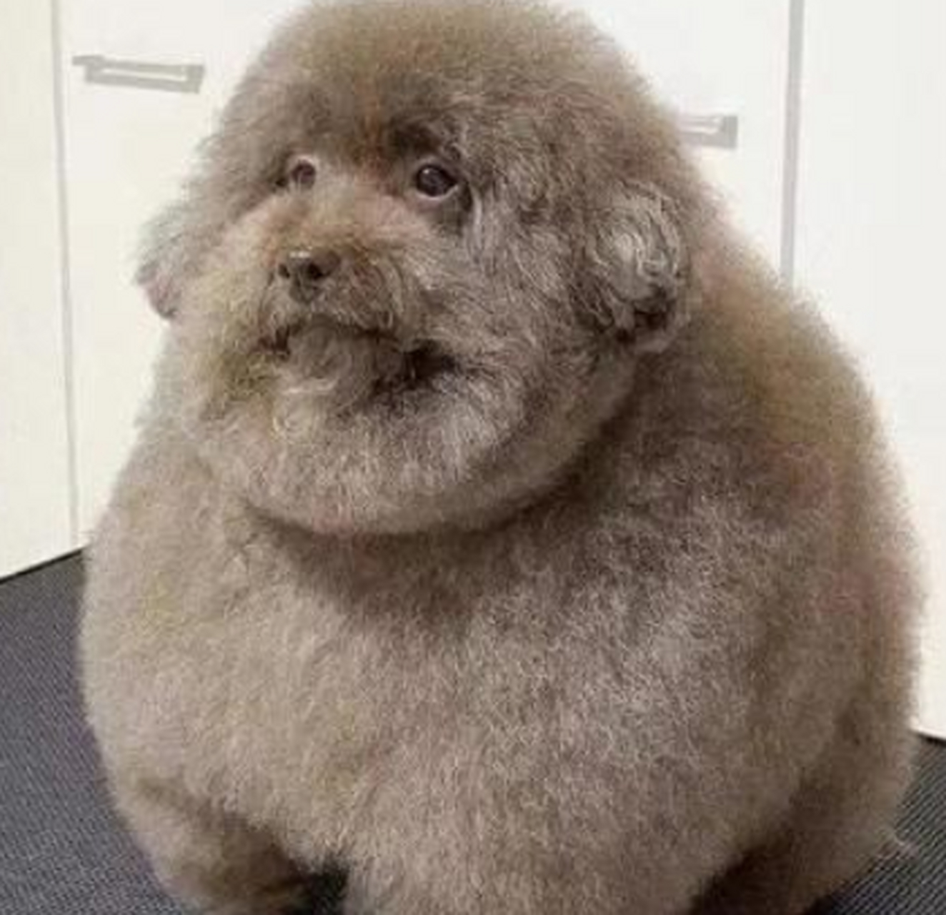 我家的胖泰迪,剪毛后vs剪毛前