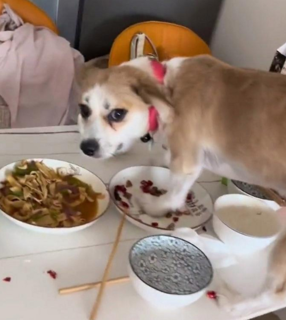 太猖狂了,狗子都上桌吃饭了,真不把自己当外人啊.