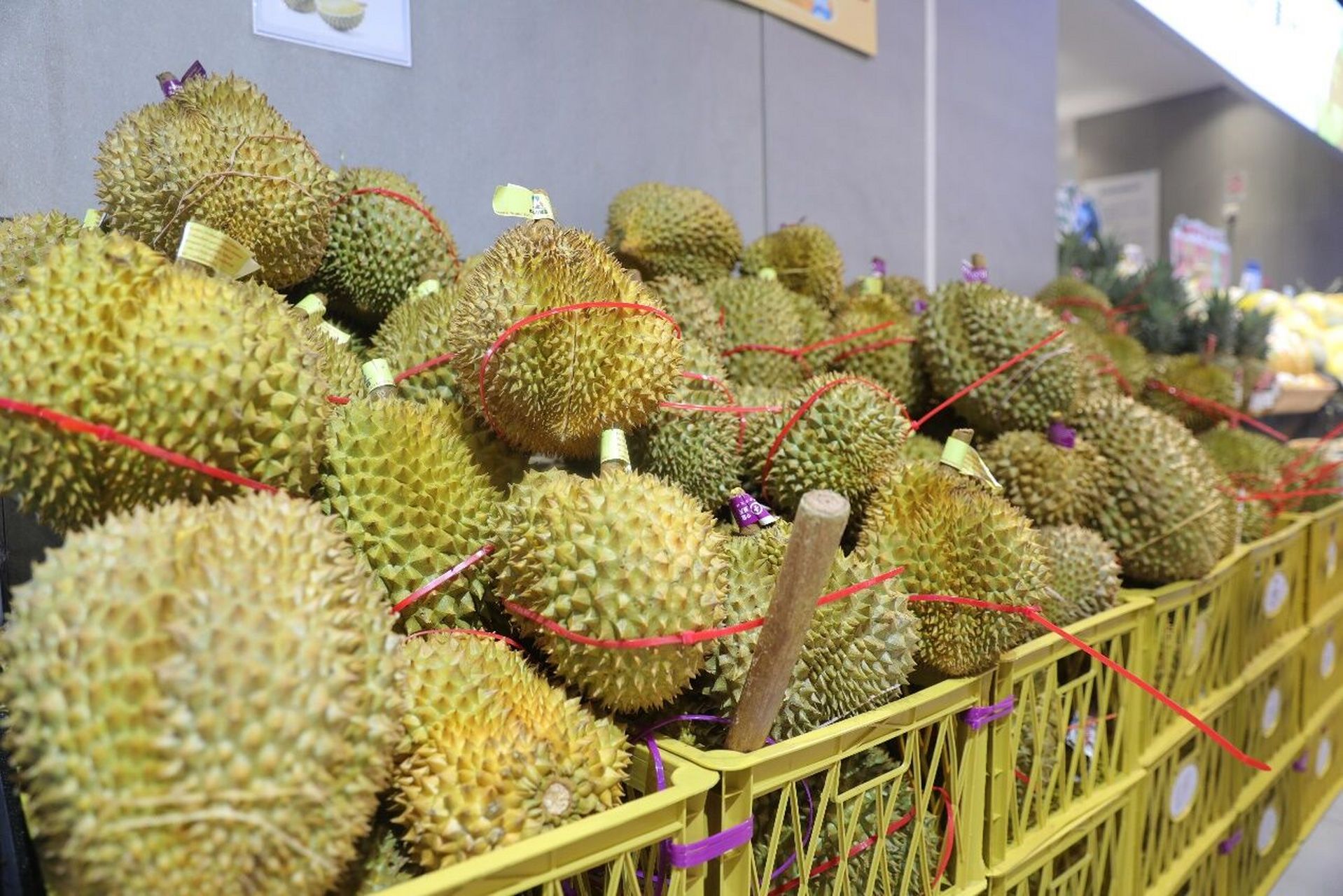 众所周知,国人爱吃榴莲,但由于气候等因素.