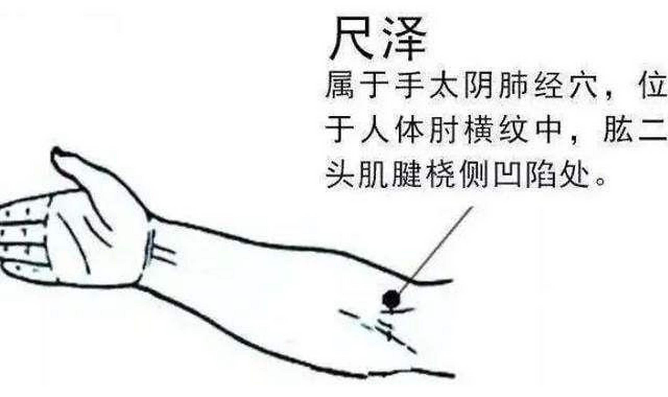 健康早知道# #健康养生# #健康知识科普#  尺泽穴:有清宣肺气,泻火降