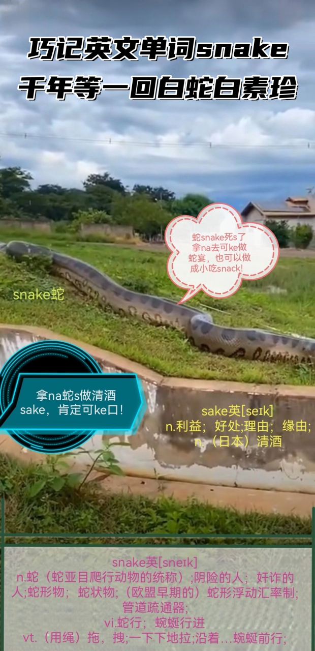 蛇哥colin在snake图片