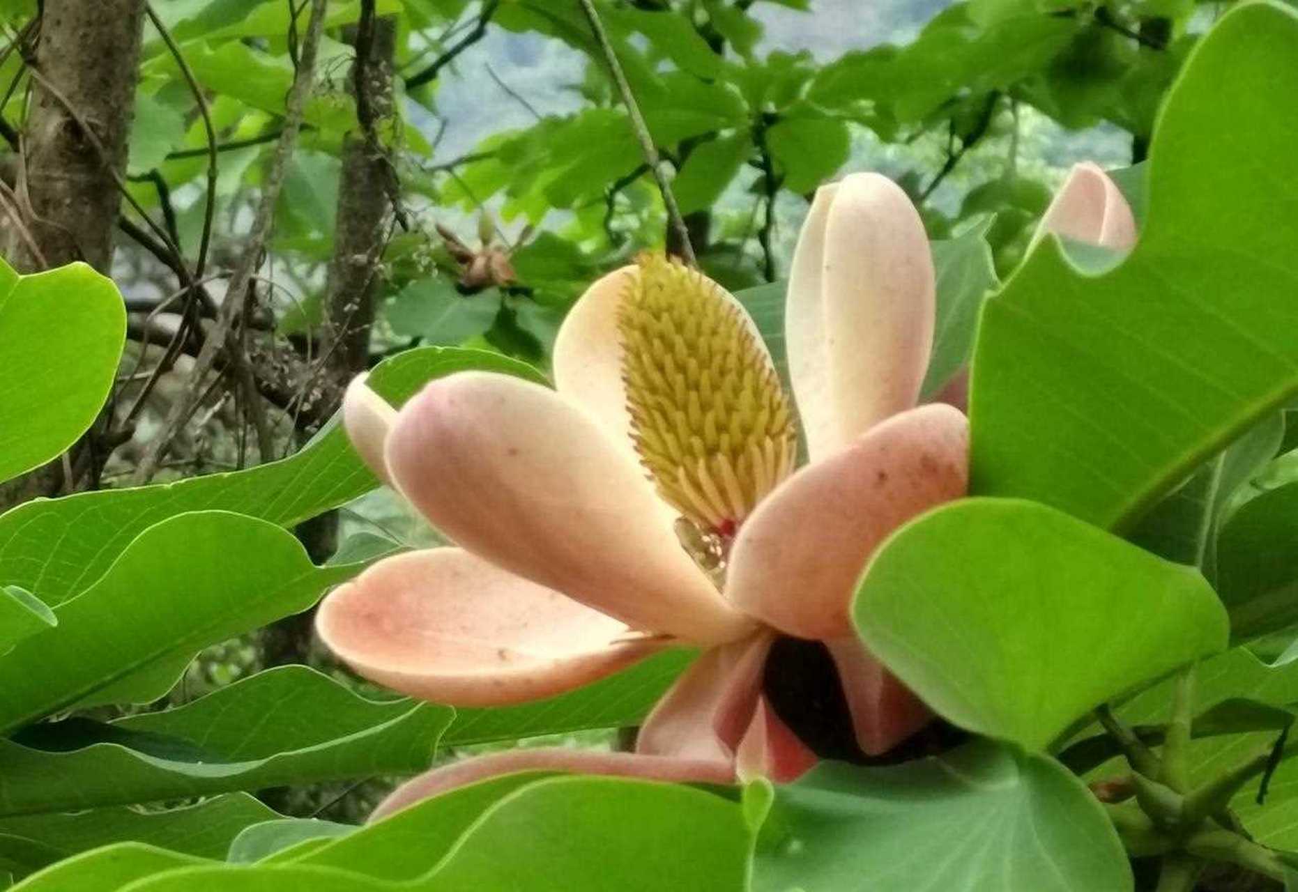 不易见到的厚朴花 山中珍贵朴实的花 看着像一朵莲花 开在树顶端上的