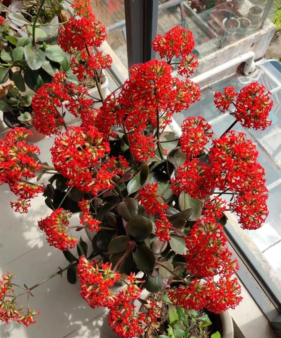 网友:喜欢长寿花,就养"大叶红",集好看,喜庆于一身,好养还爱开花