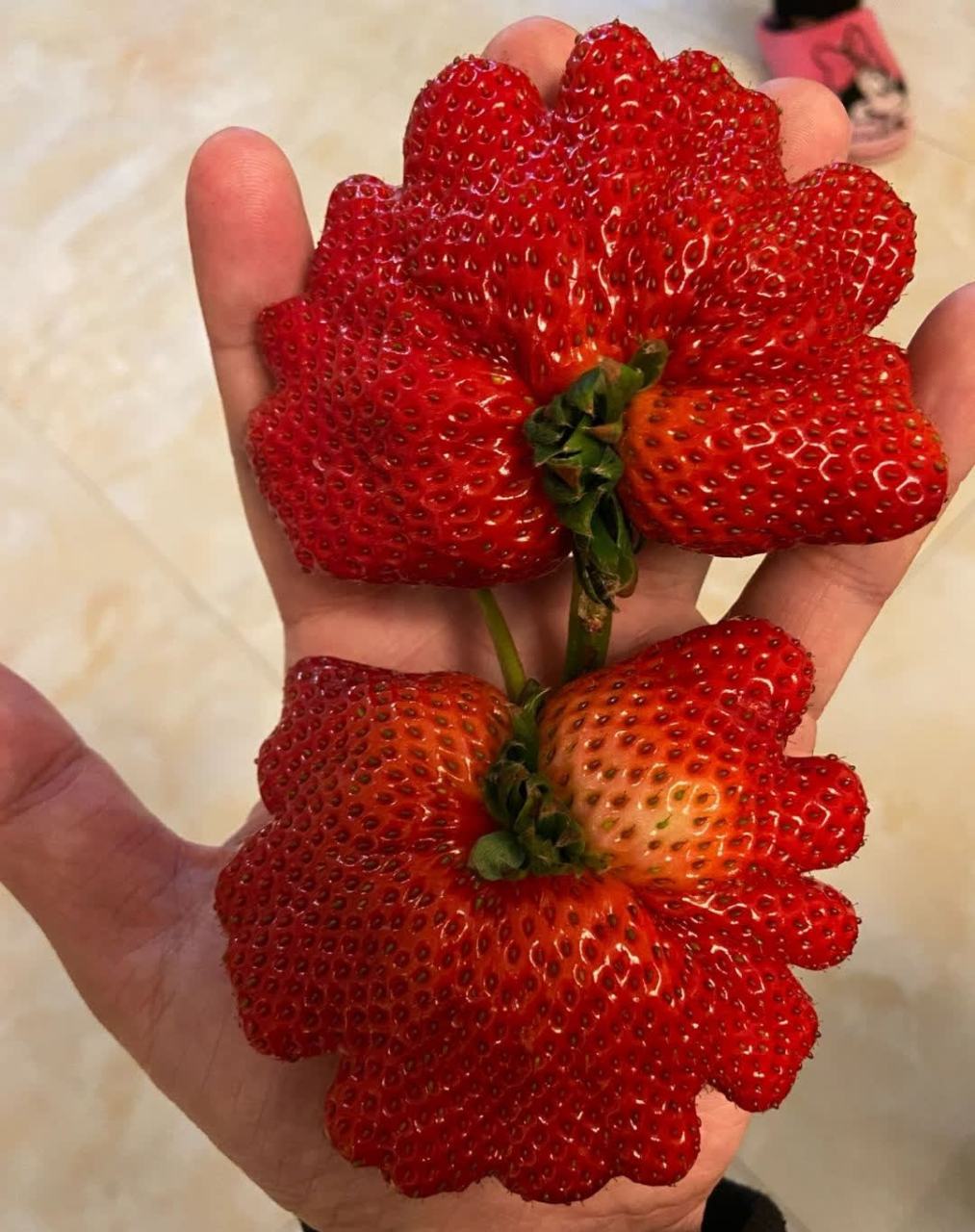 为什么男朋友买的草莓这么奇怪? 不是变异了吗? 我不敢吃[你懂的]